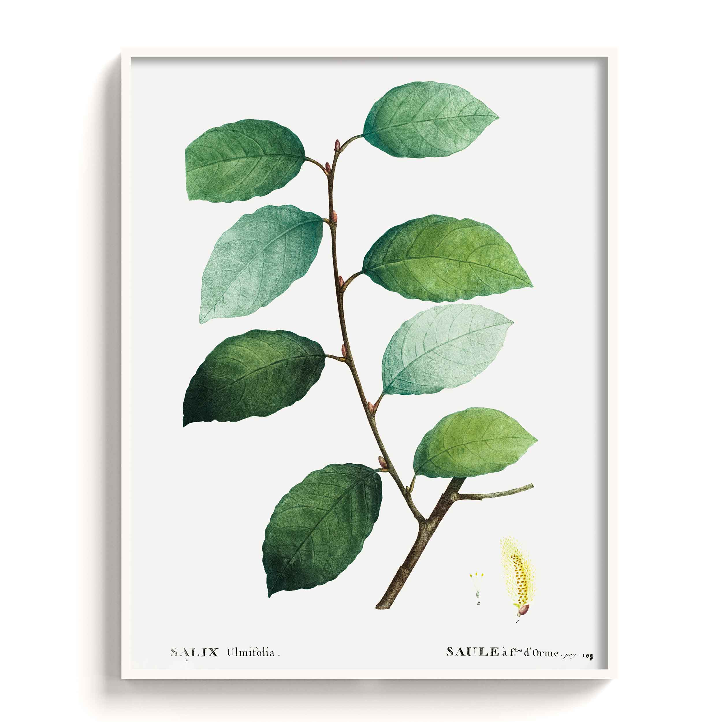 Botanicals
