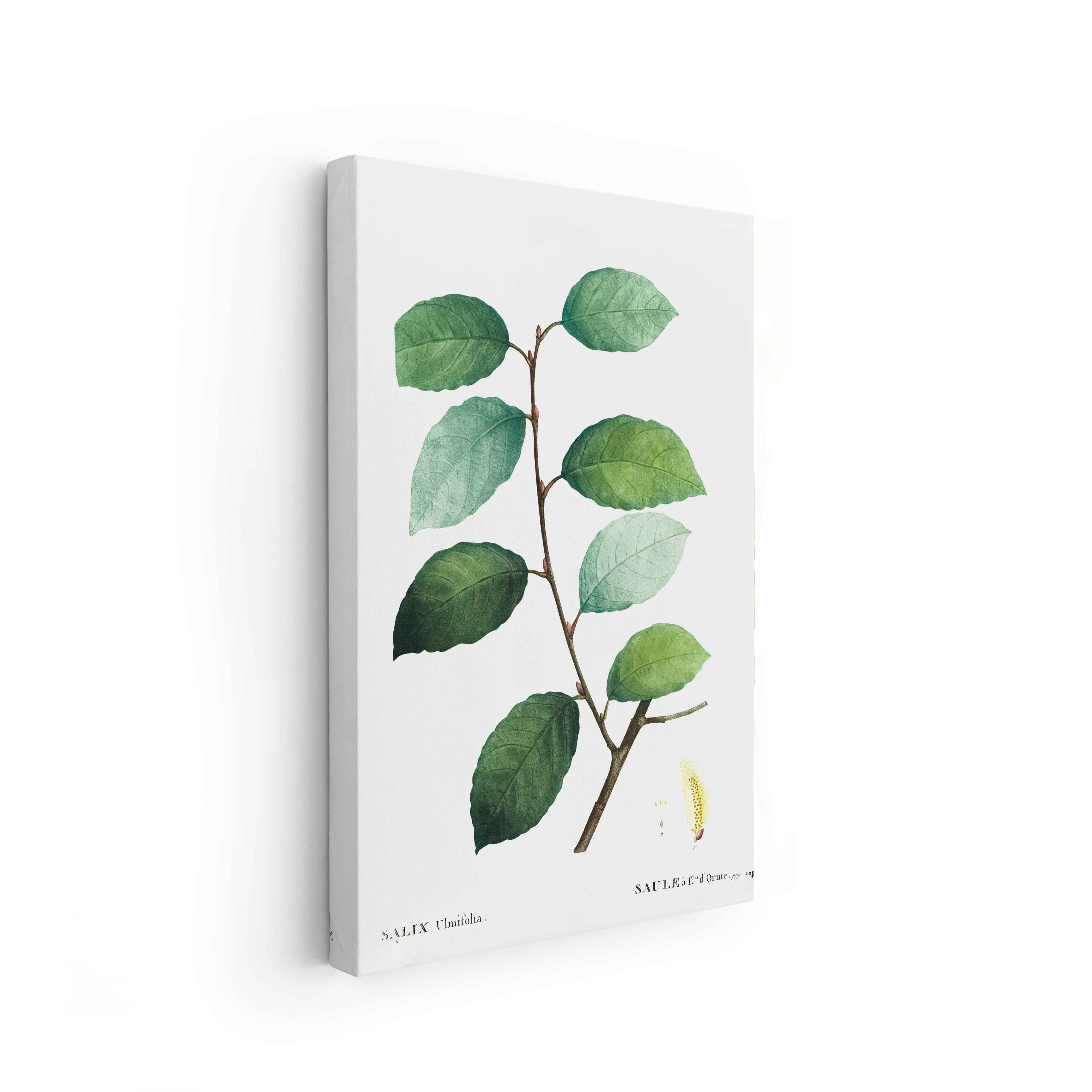 Botanicals