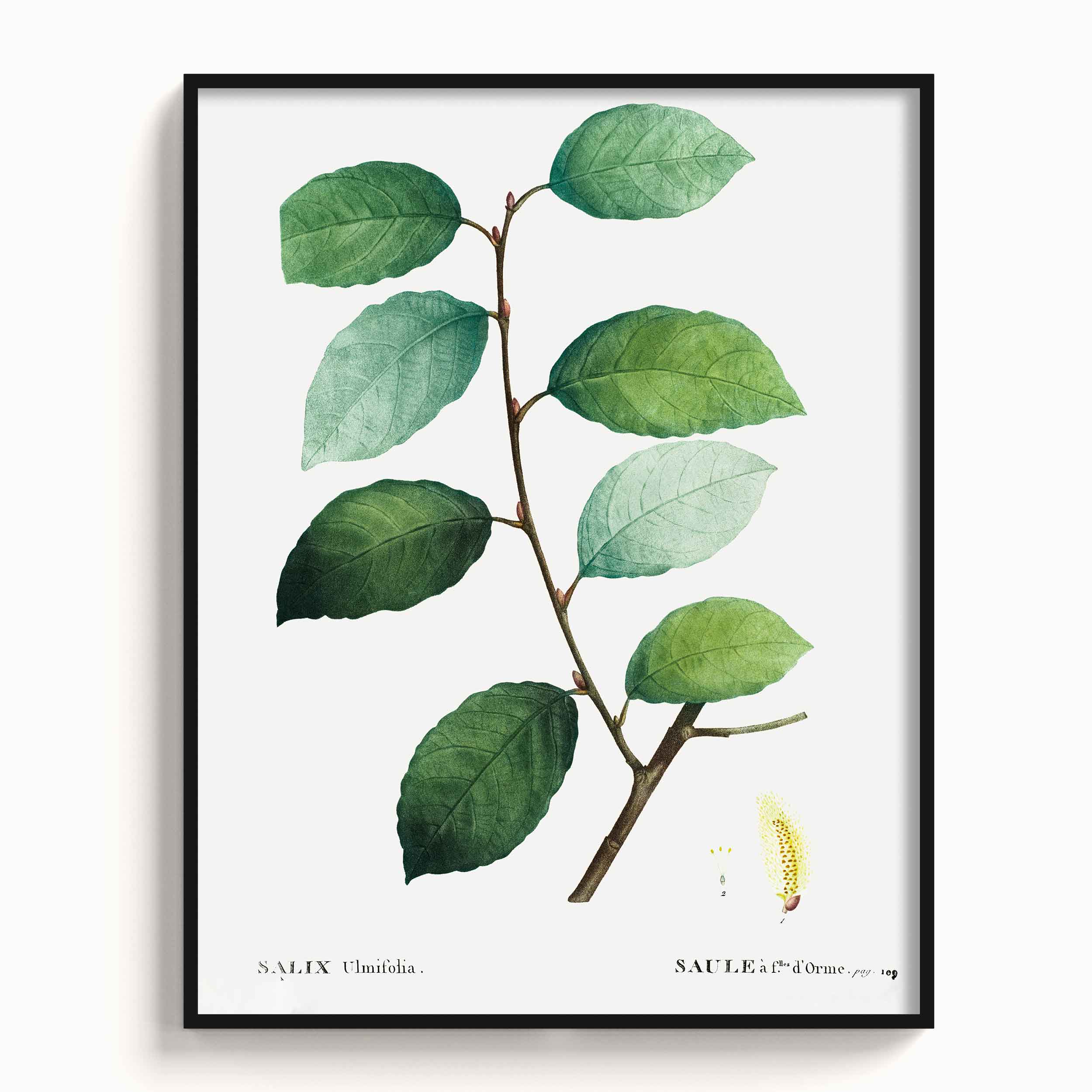 Botanicals