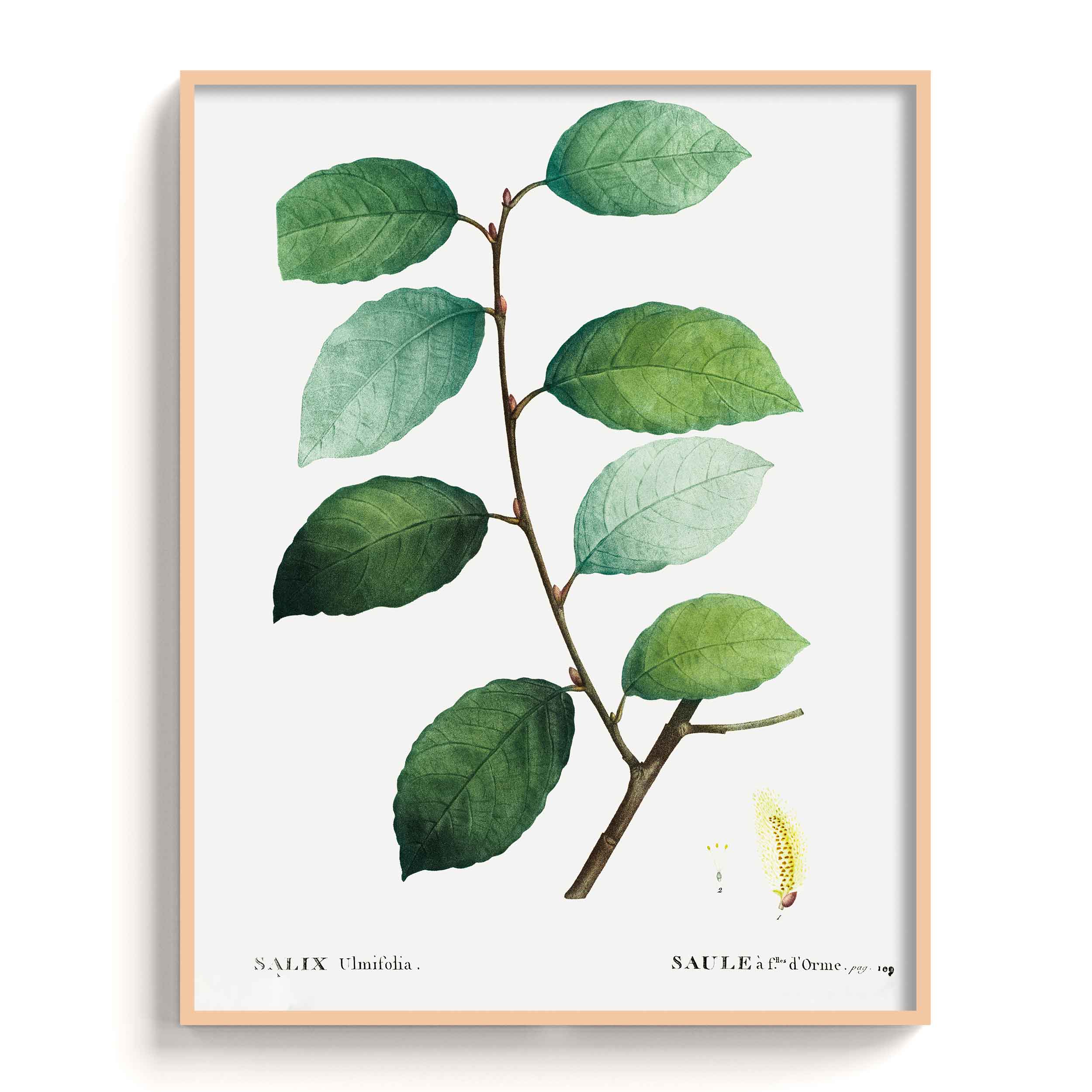 Botanicals