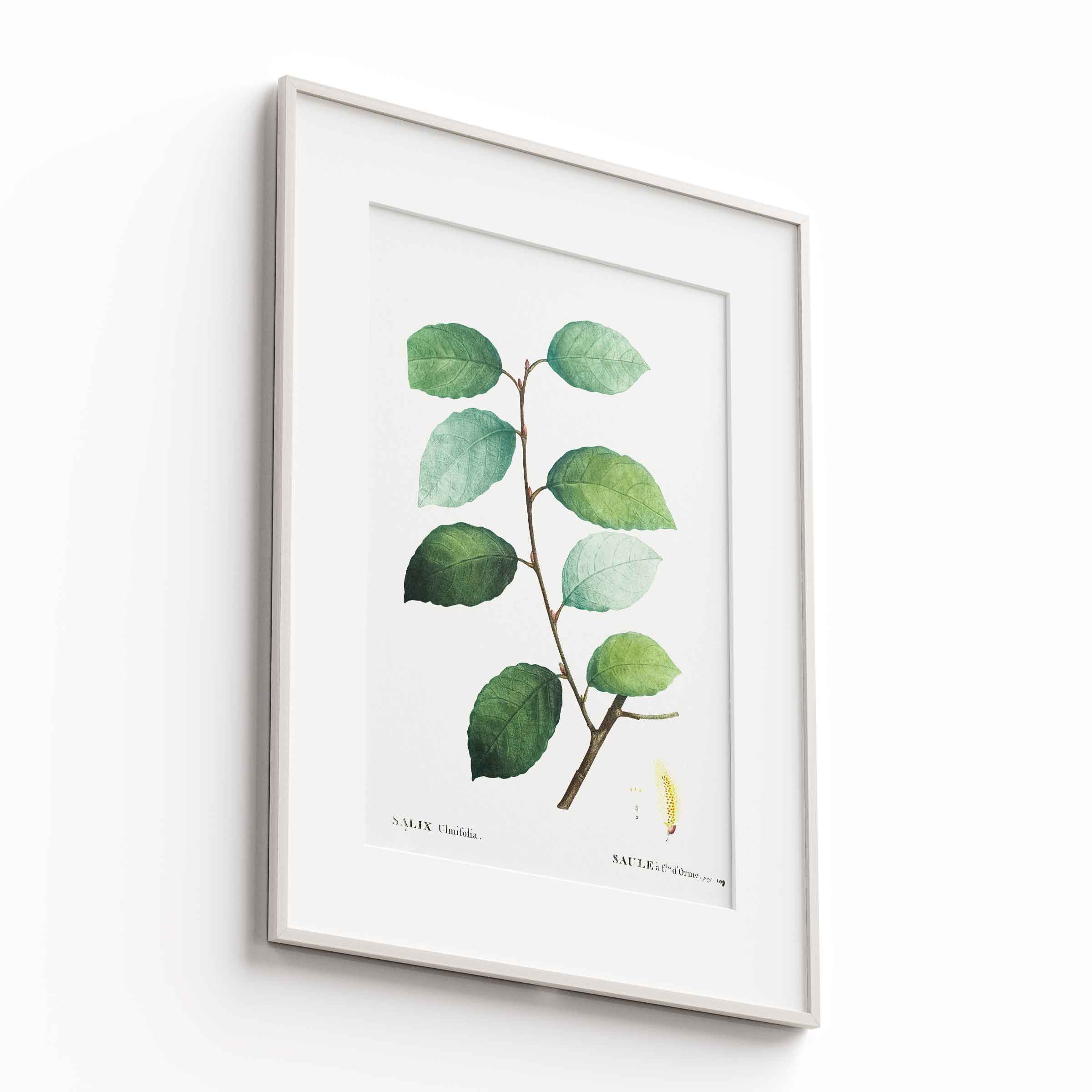 Botanicals