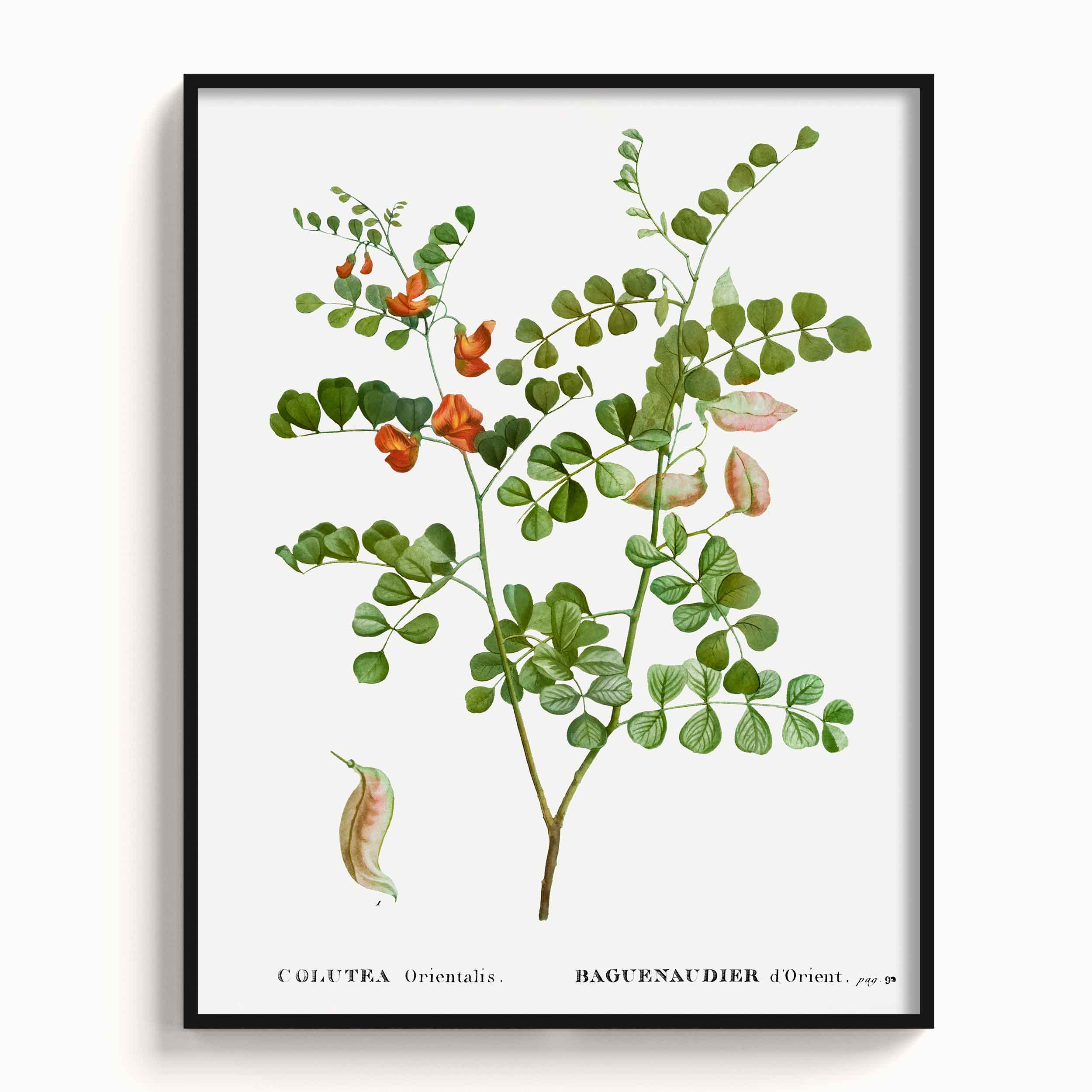 Botanicals