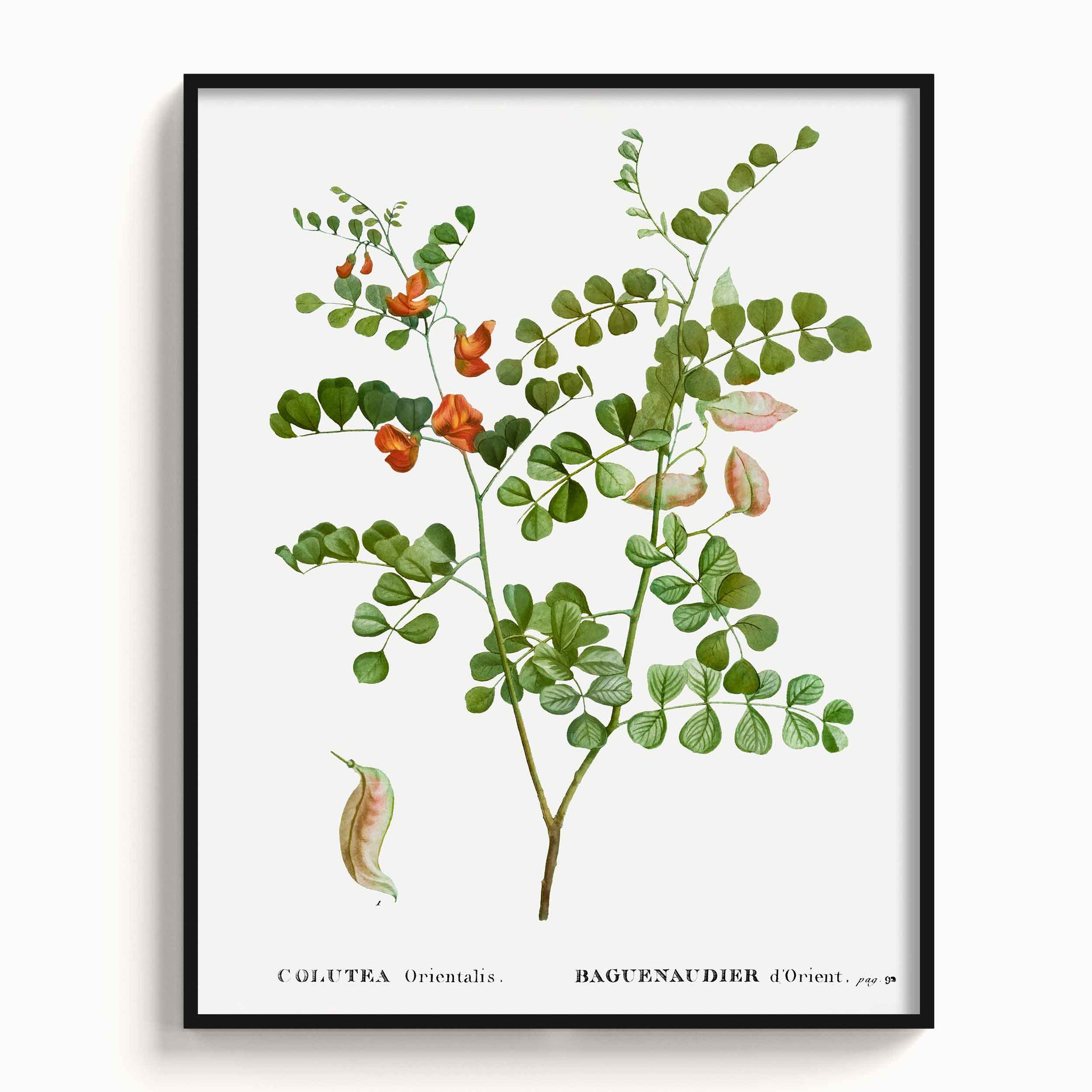 Botanicals