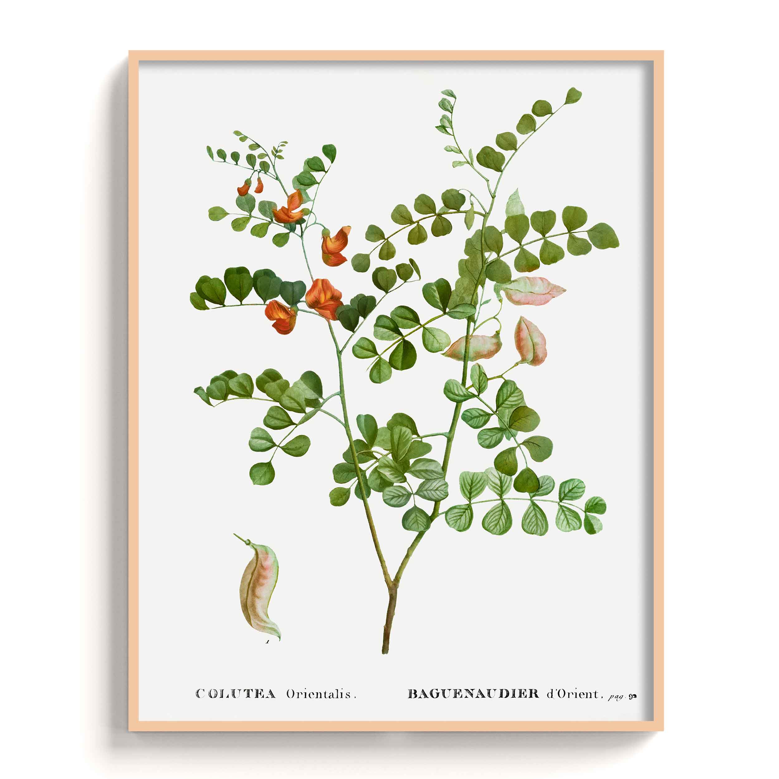 Botanicals