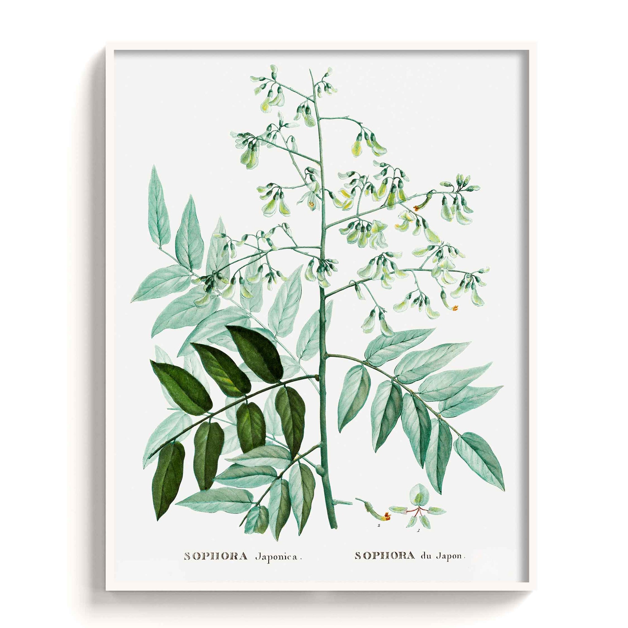 Botanicals