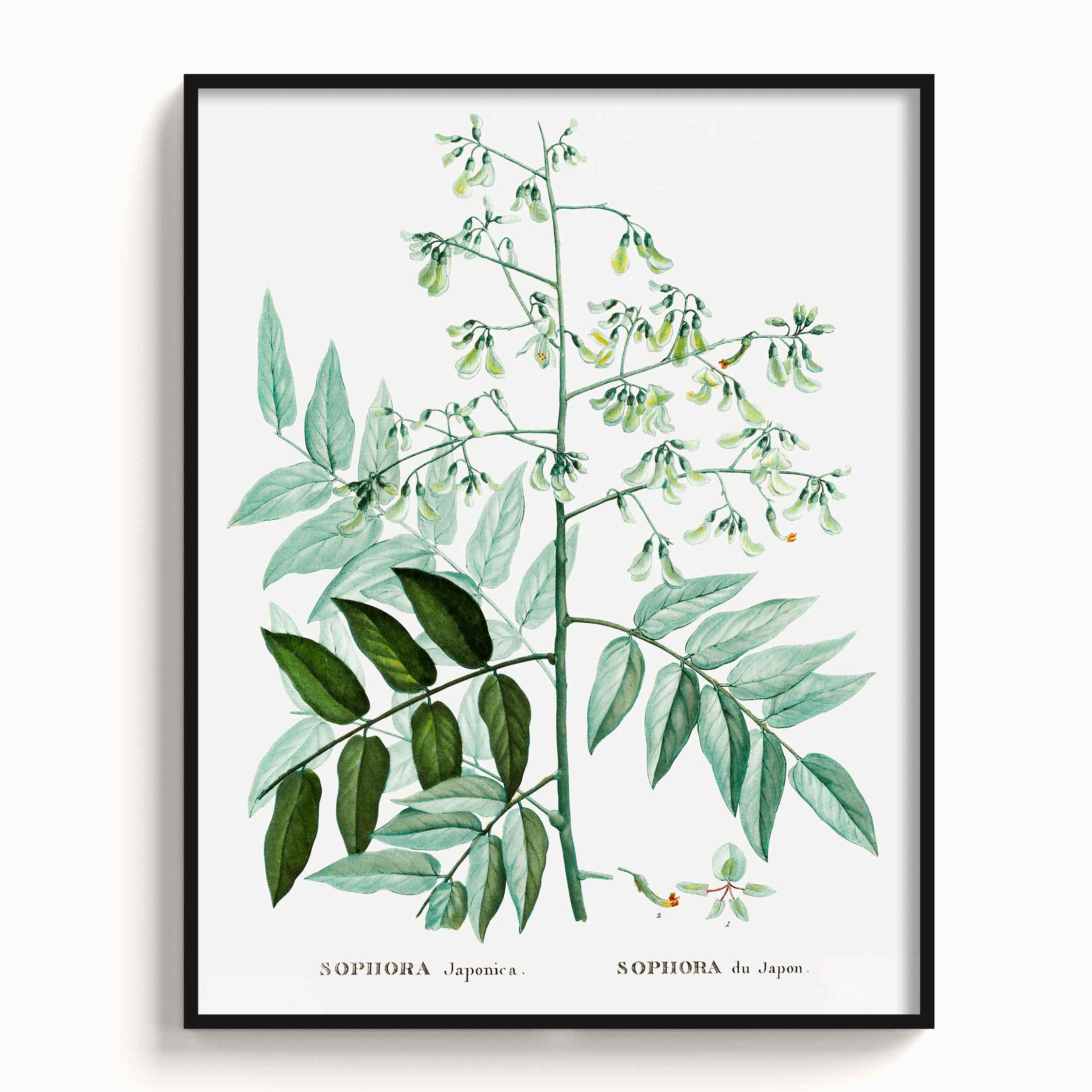 Botanicals