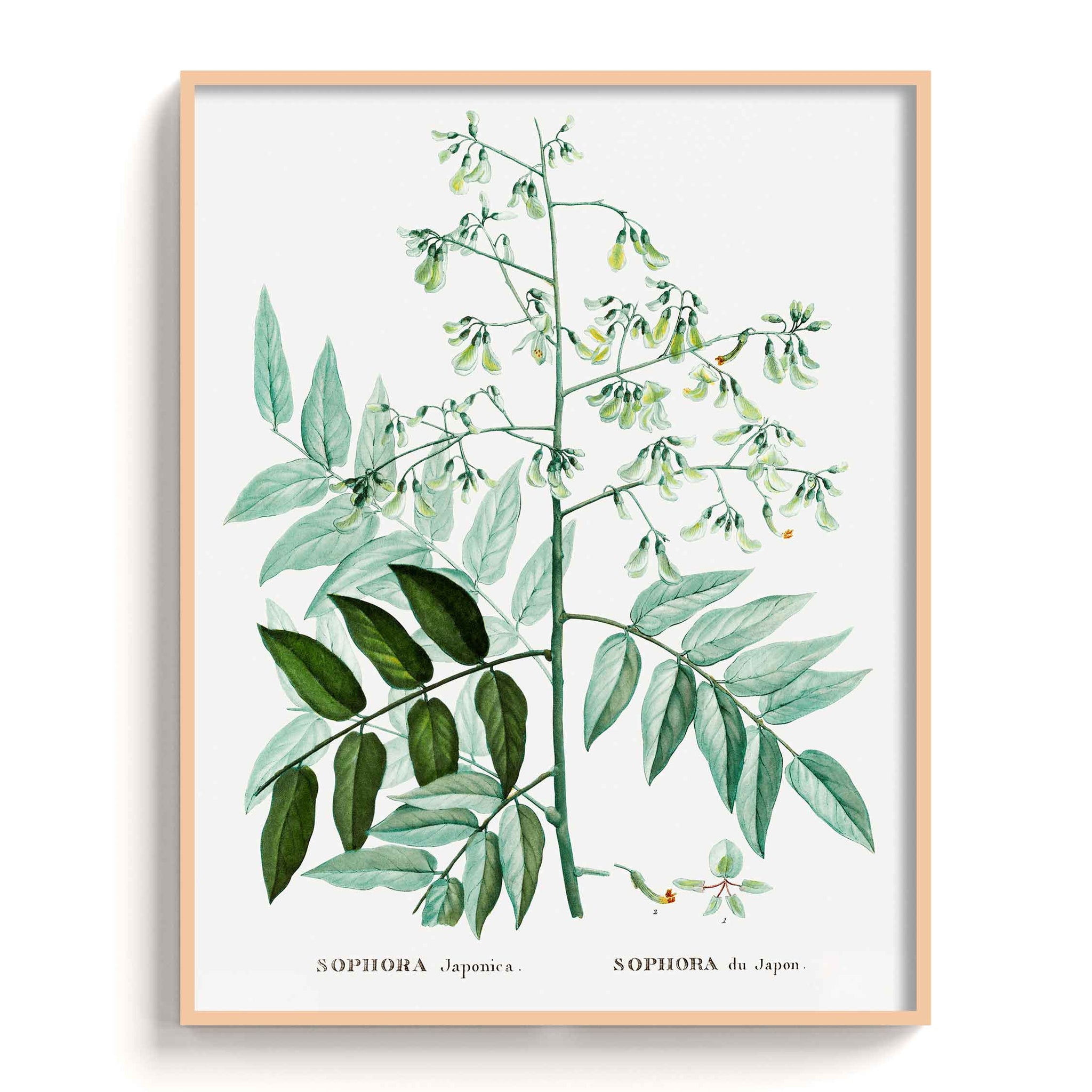 Botanicals
