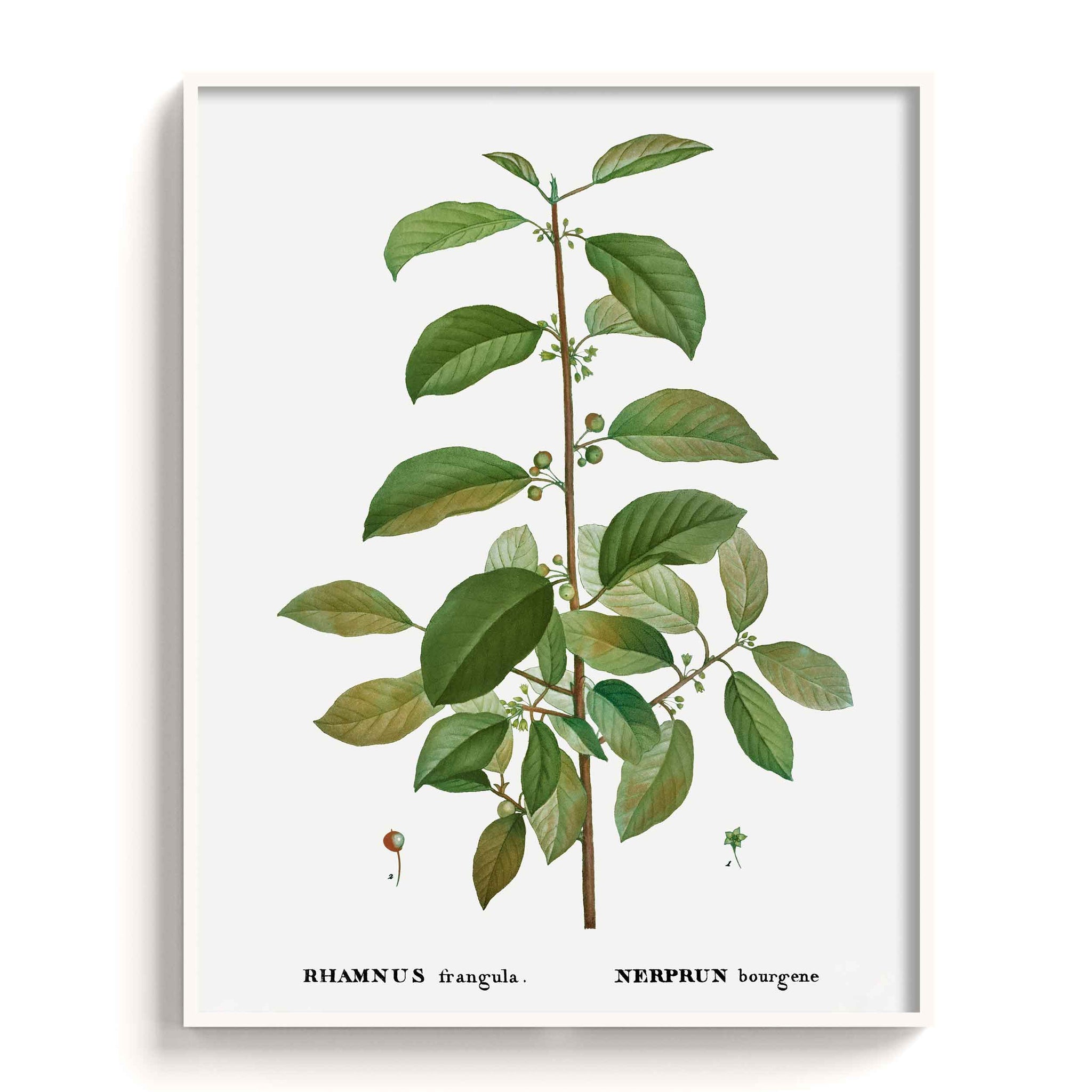 Botanicals