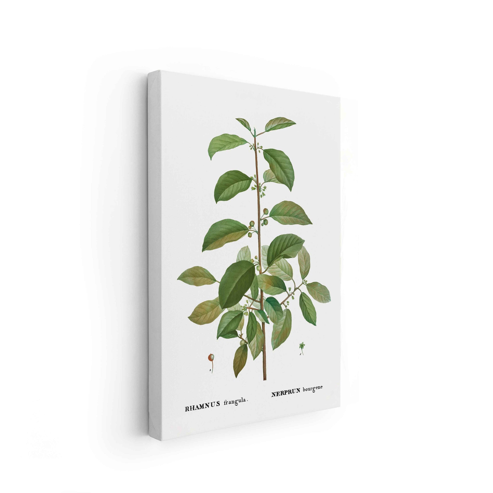 Botanicals