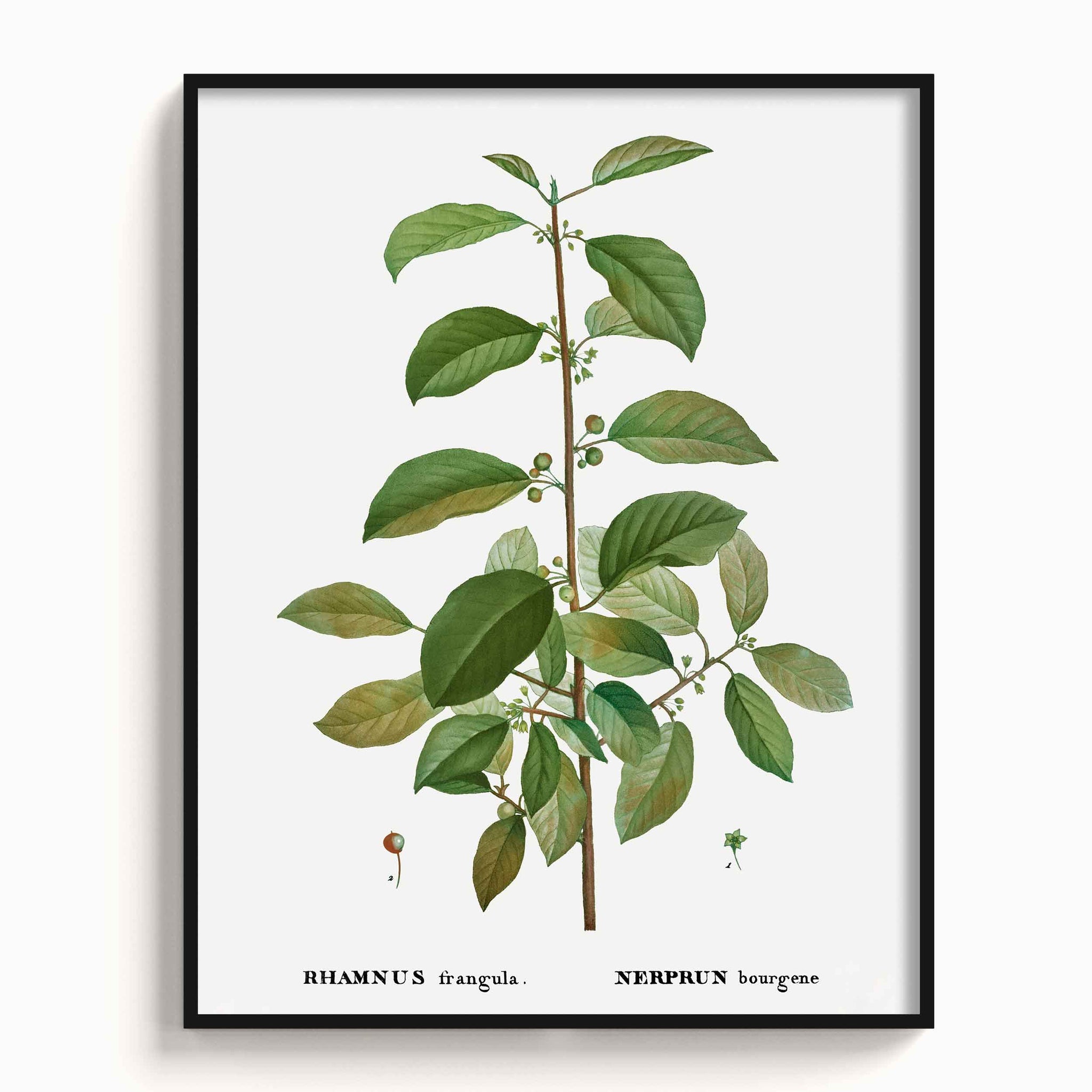 Botanicals
