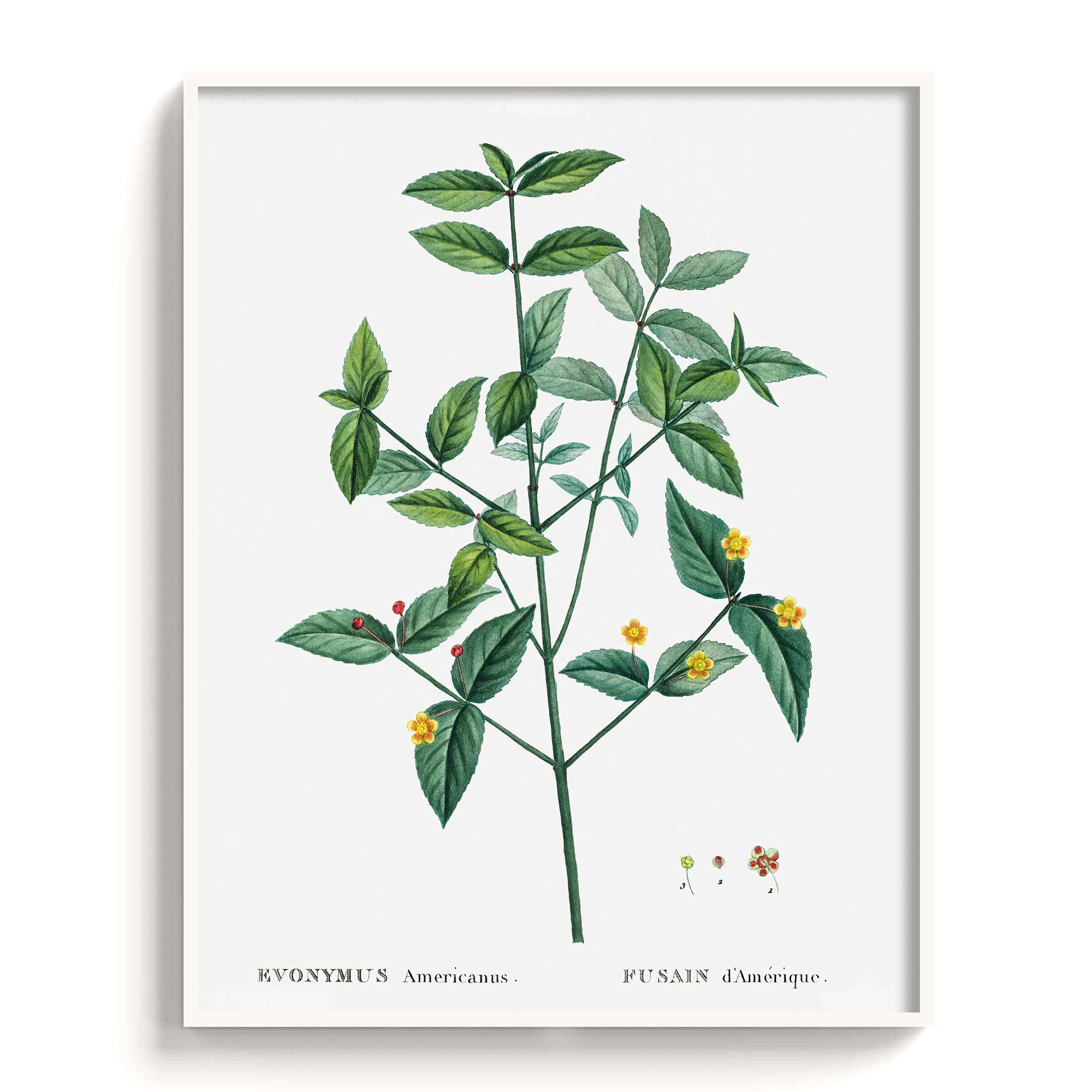 Botanicals
