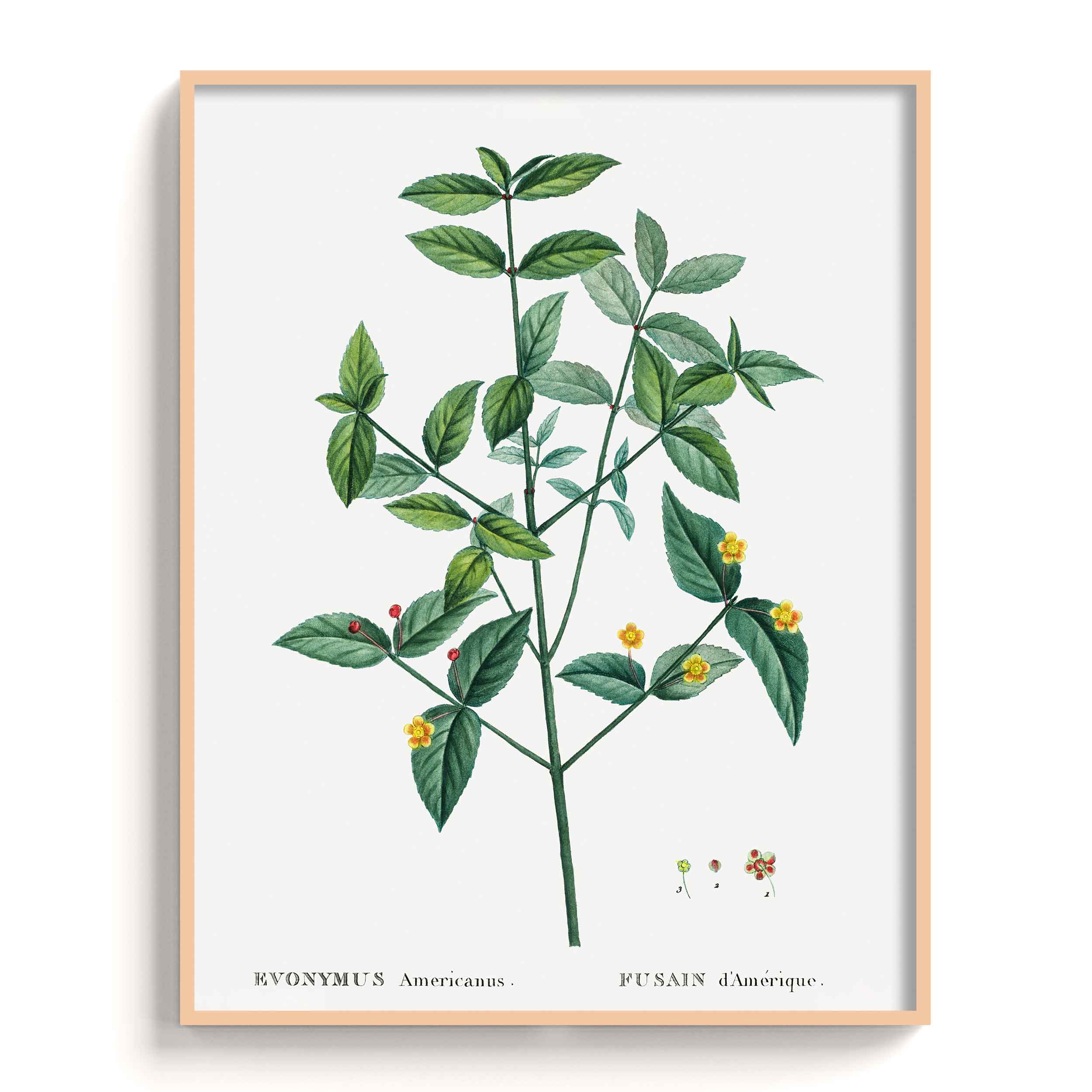 Botanicals