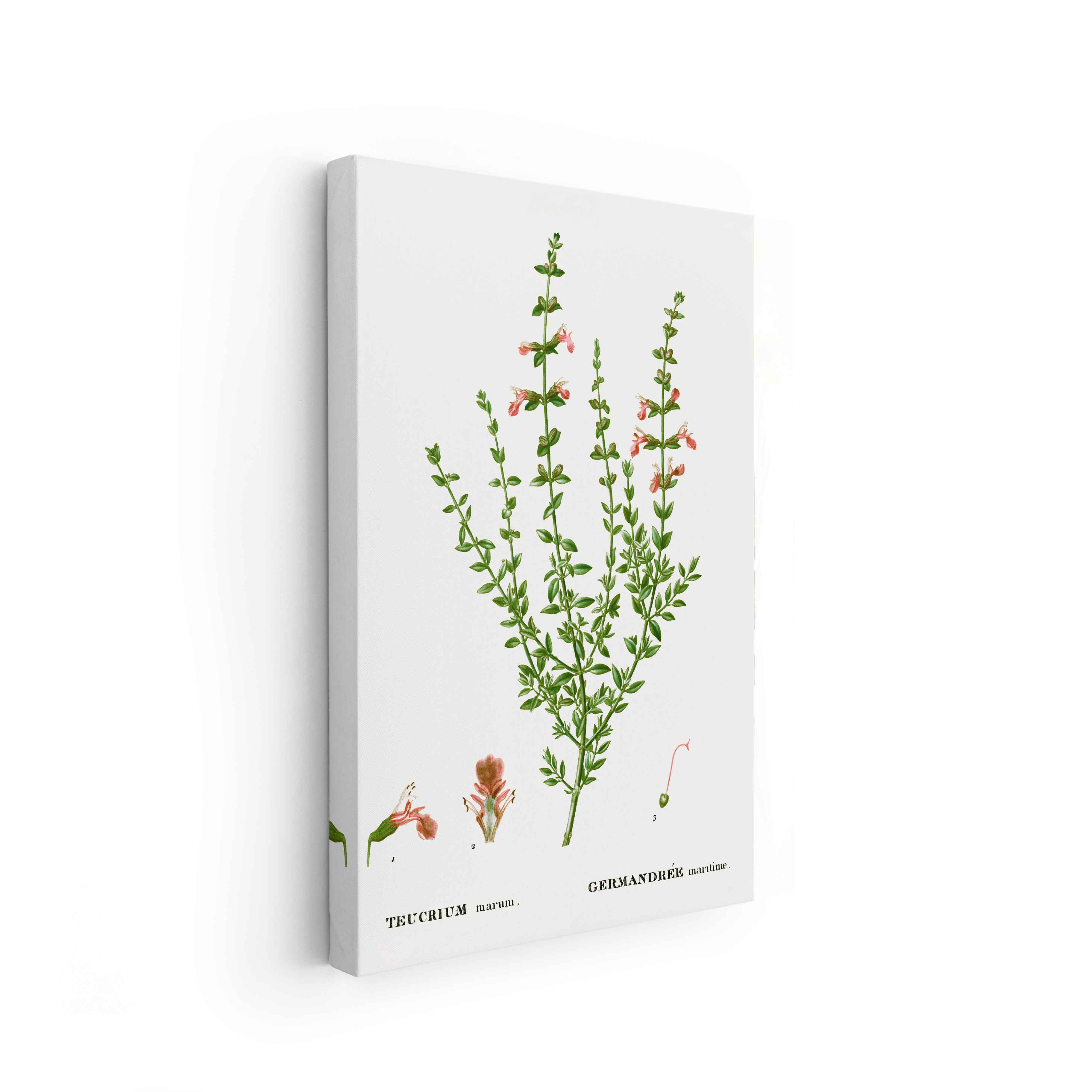 Botanicals