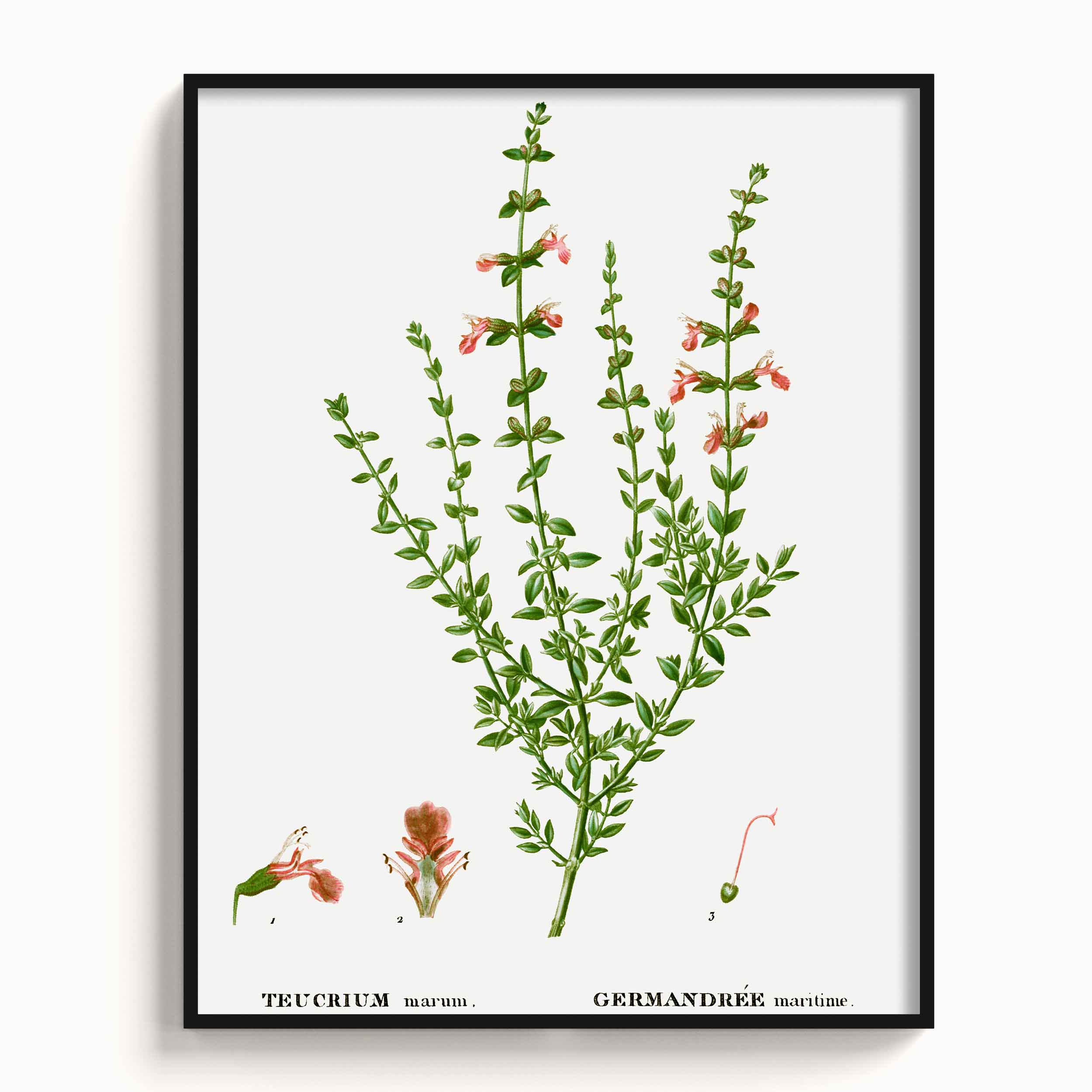 Botanicals