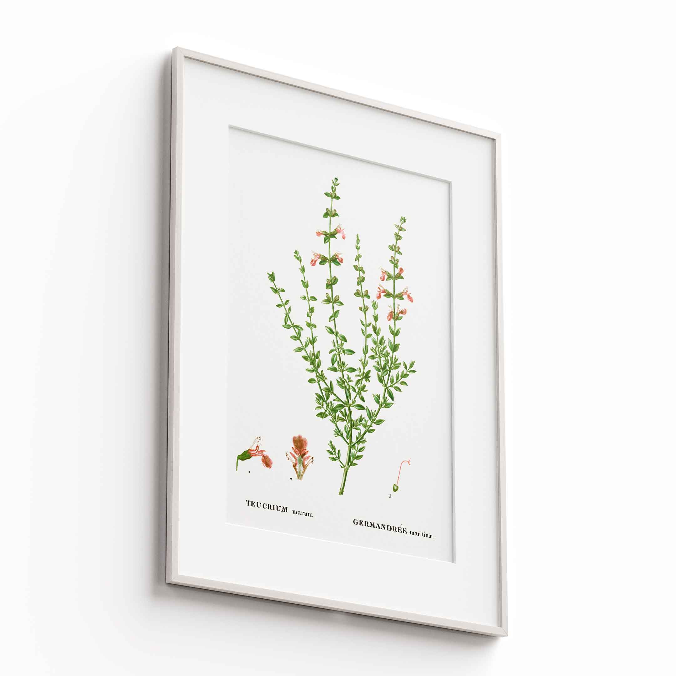 Botanicals