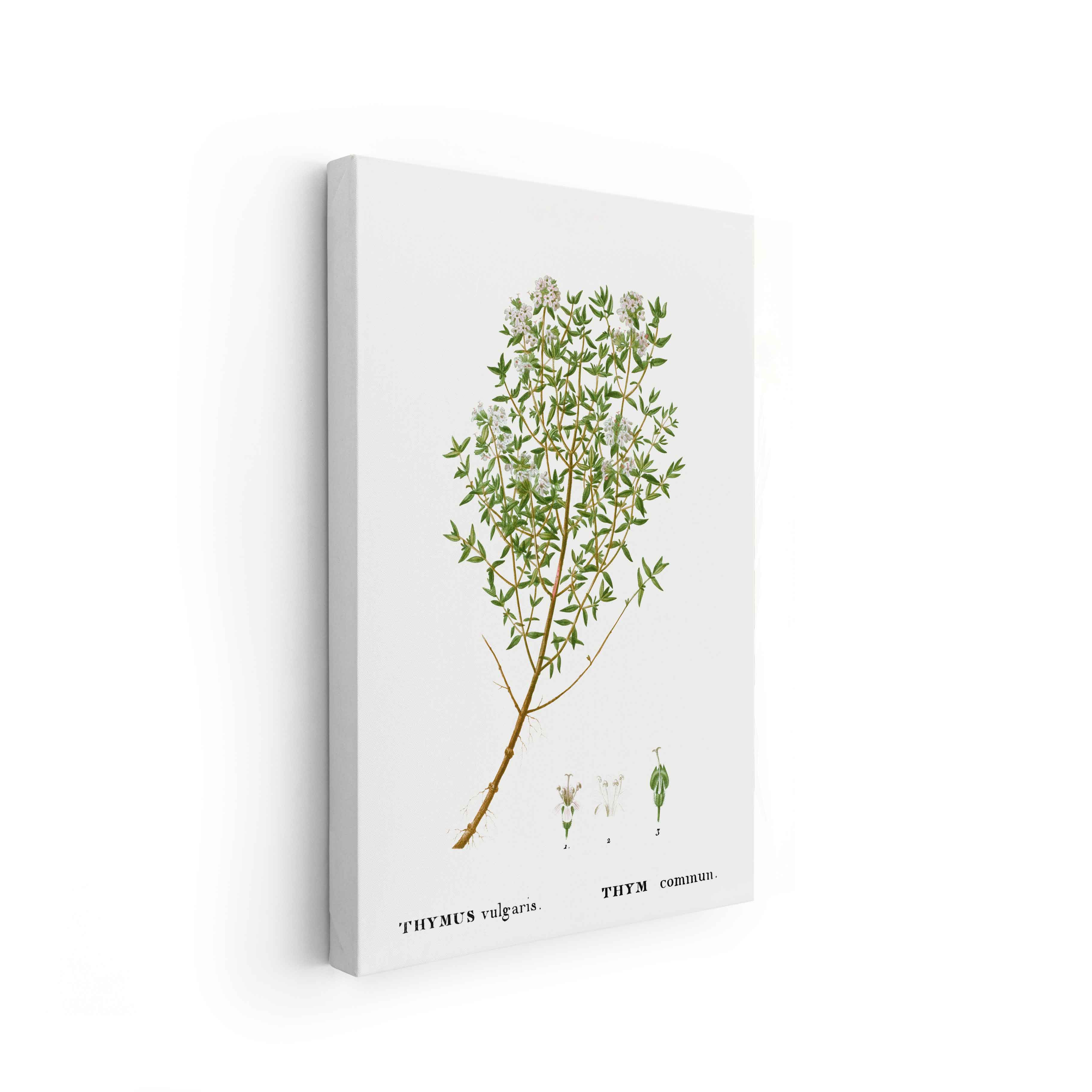 Botanicals