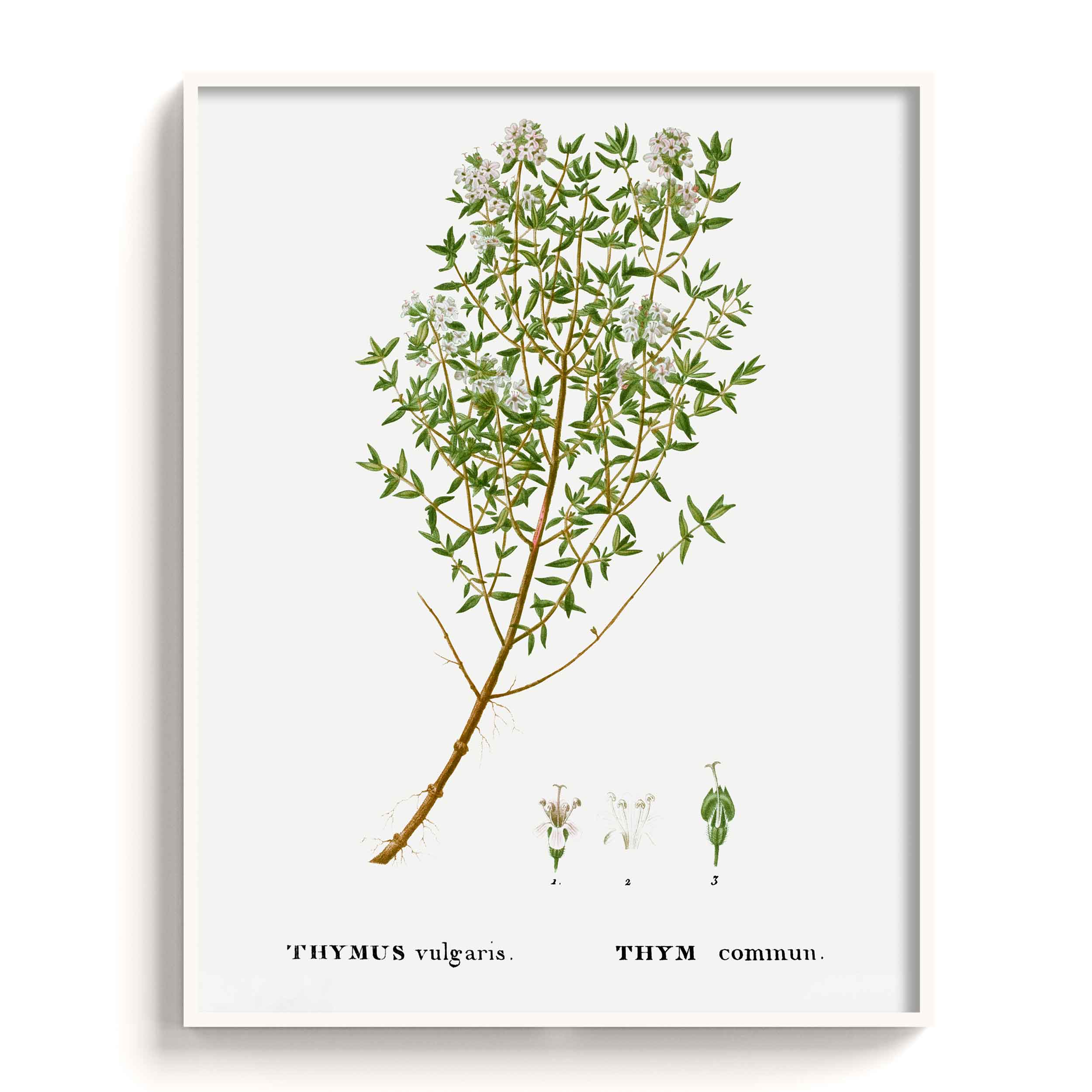 Botanicals