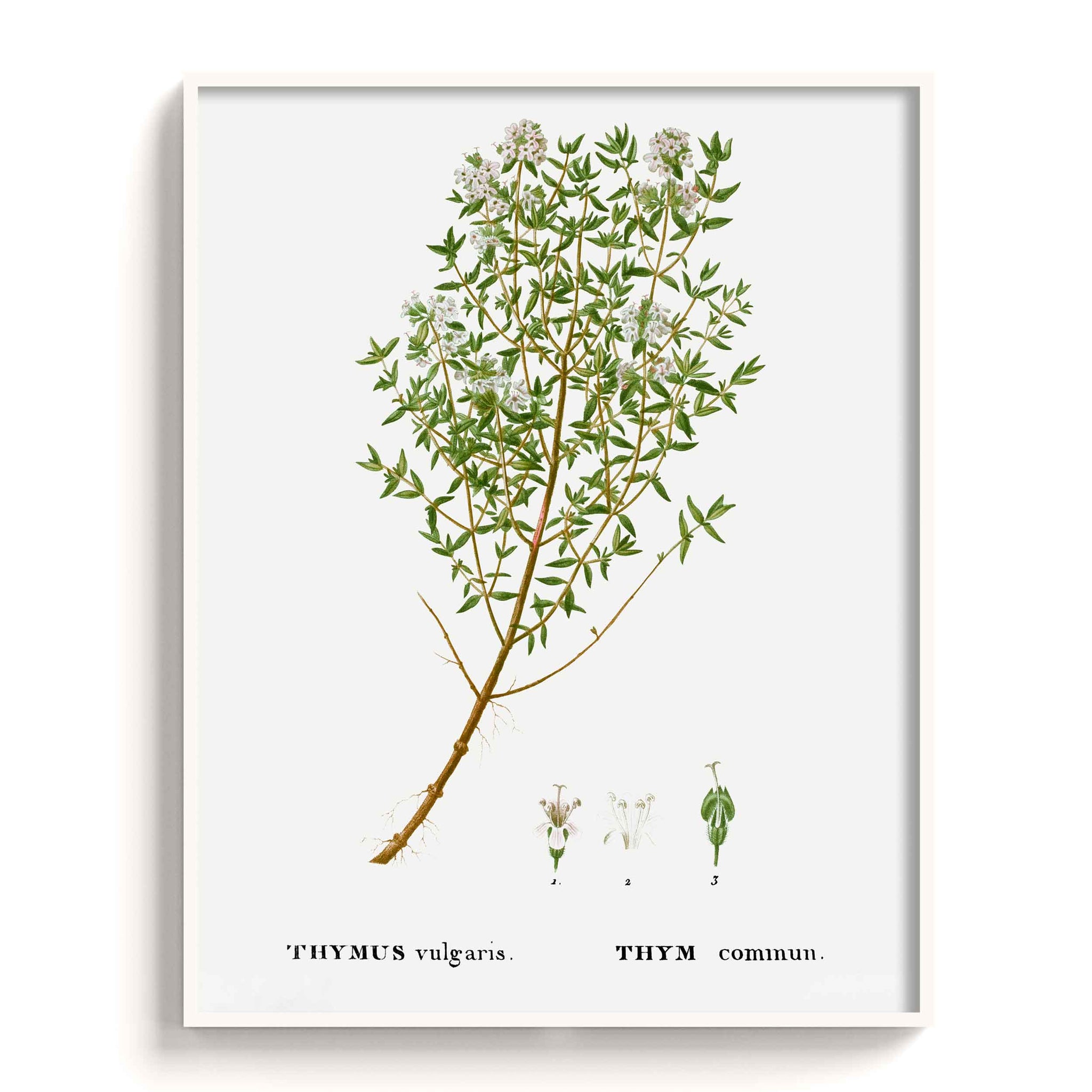 Botanicals