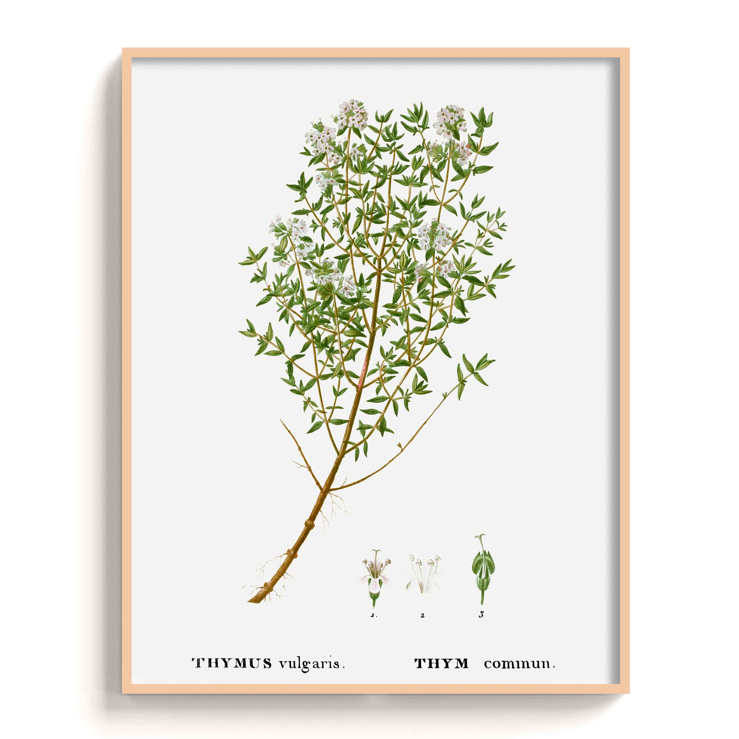 Botanicals