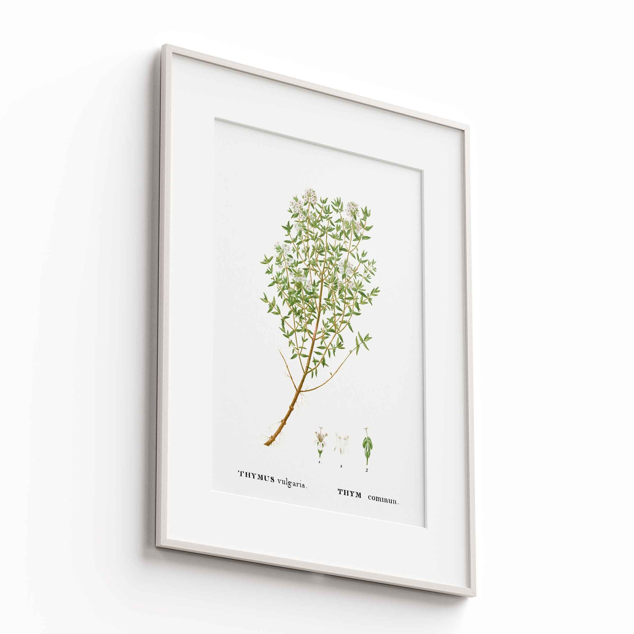 Botanicals