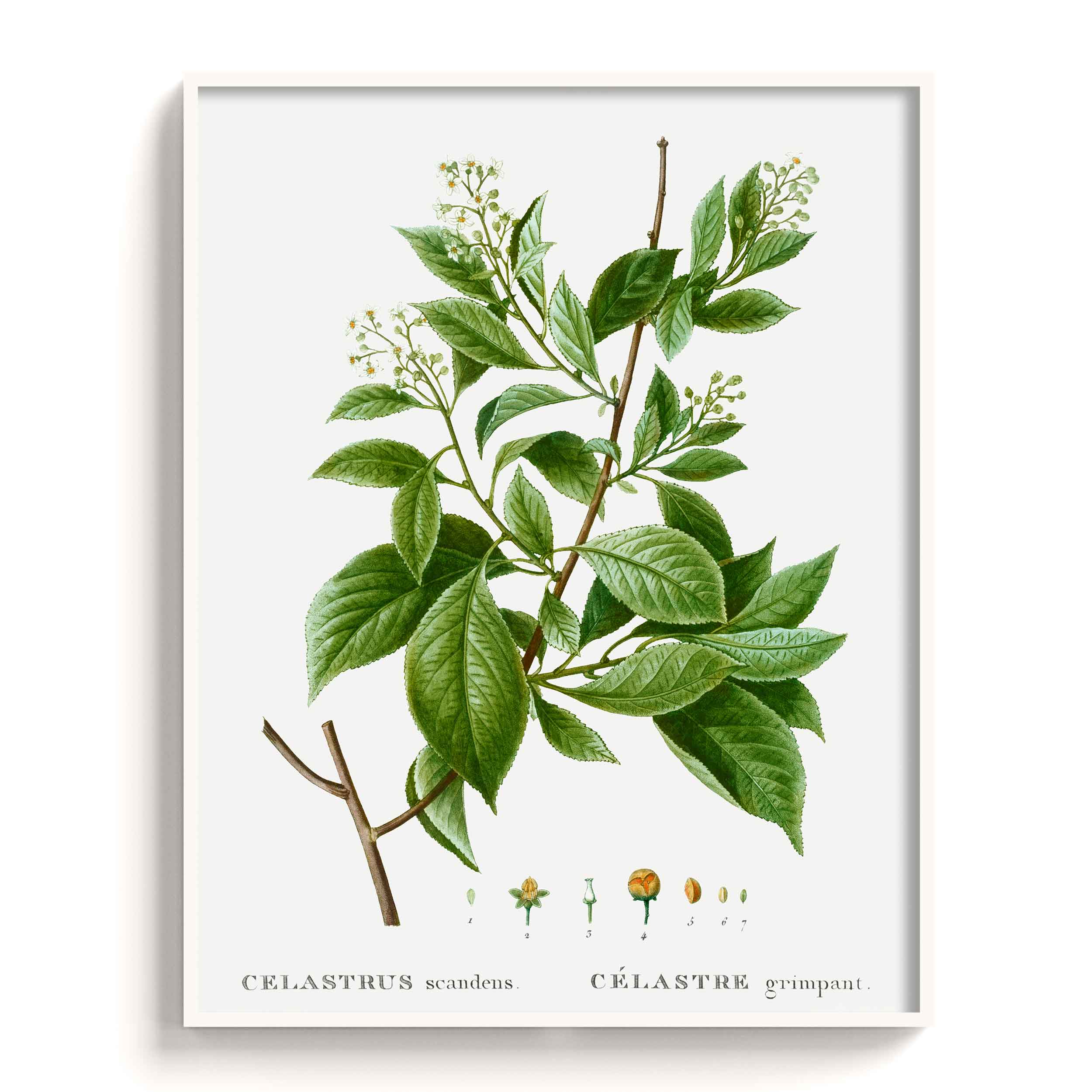 Botanicals