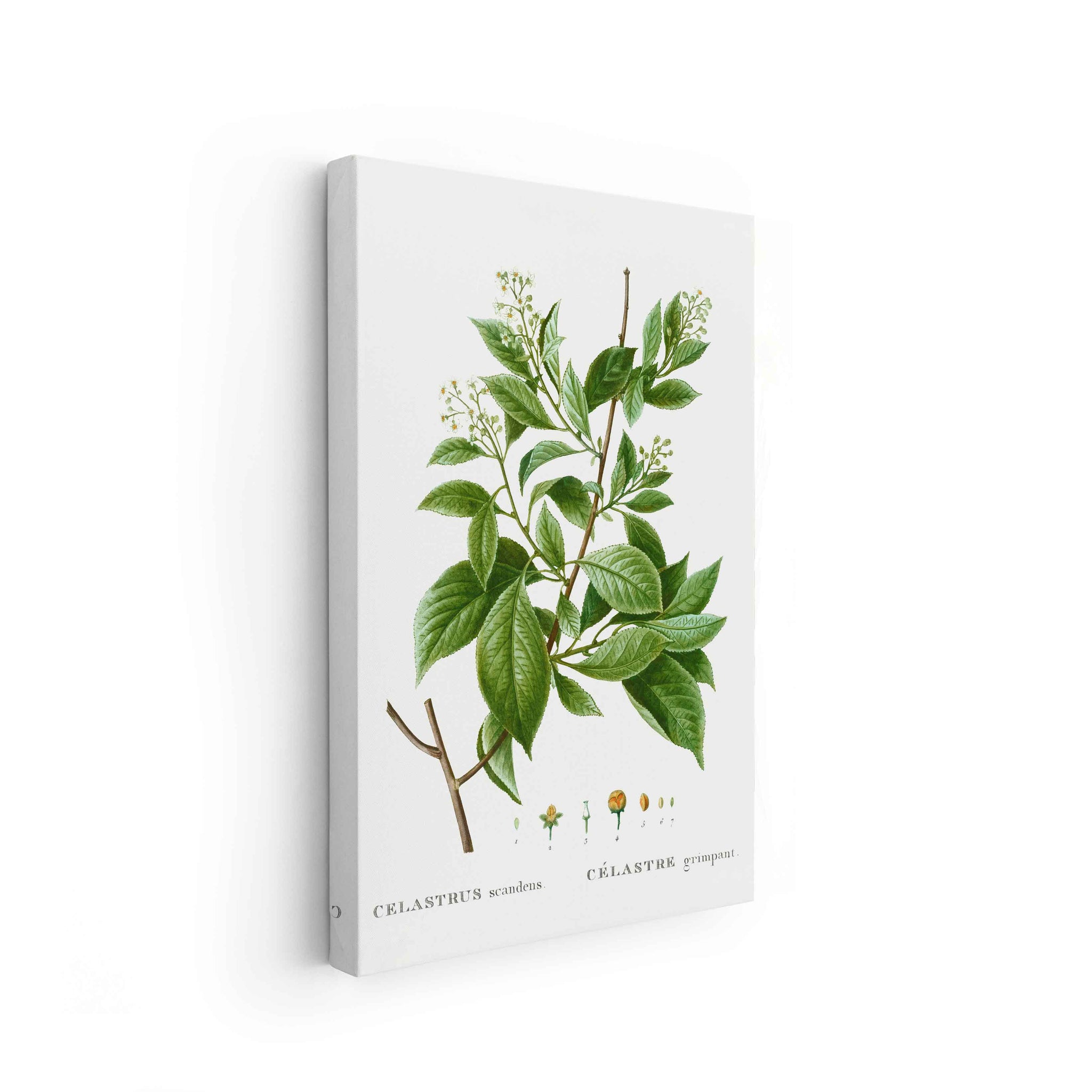 Botanicals