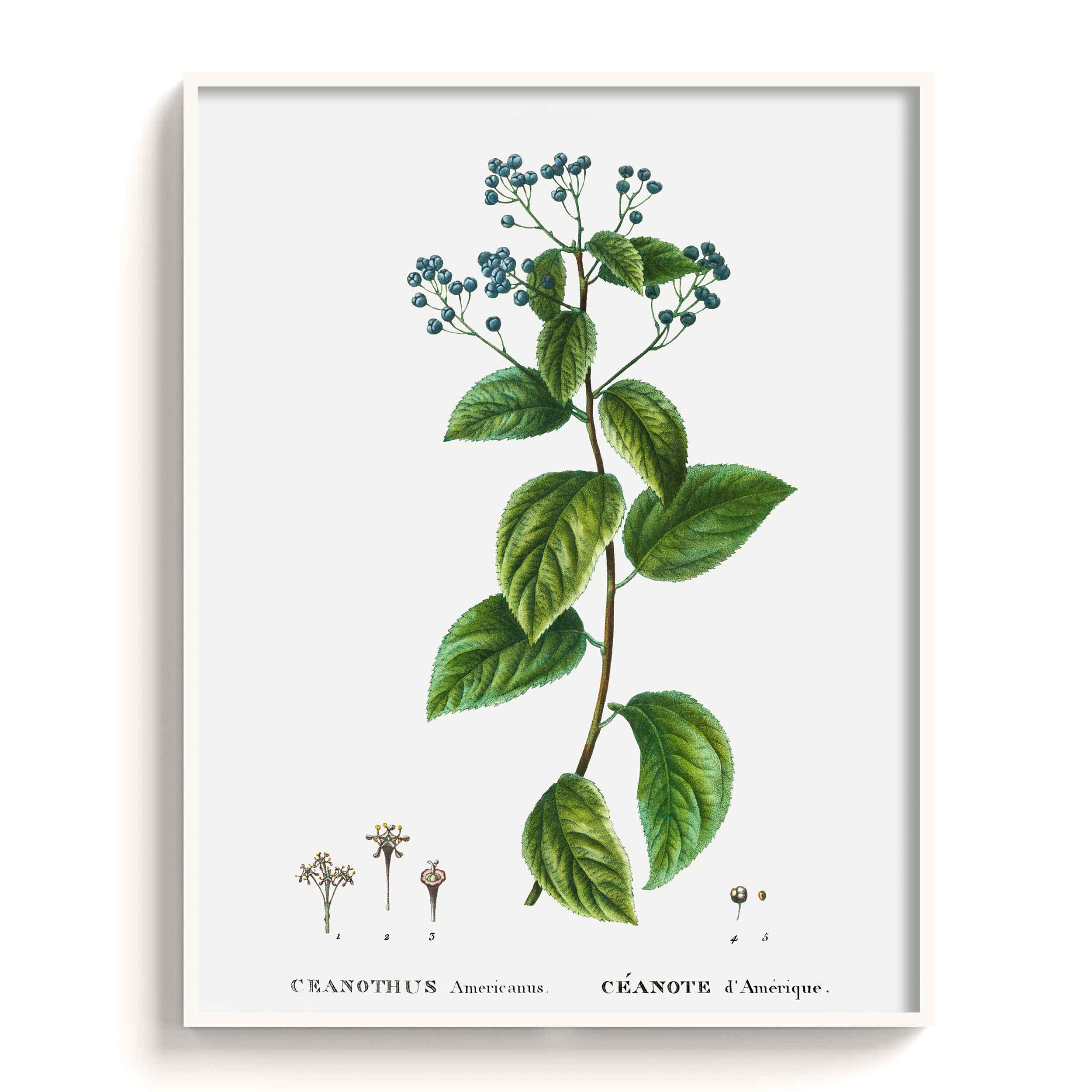 Botanicals