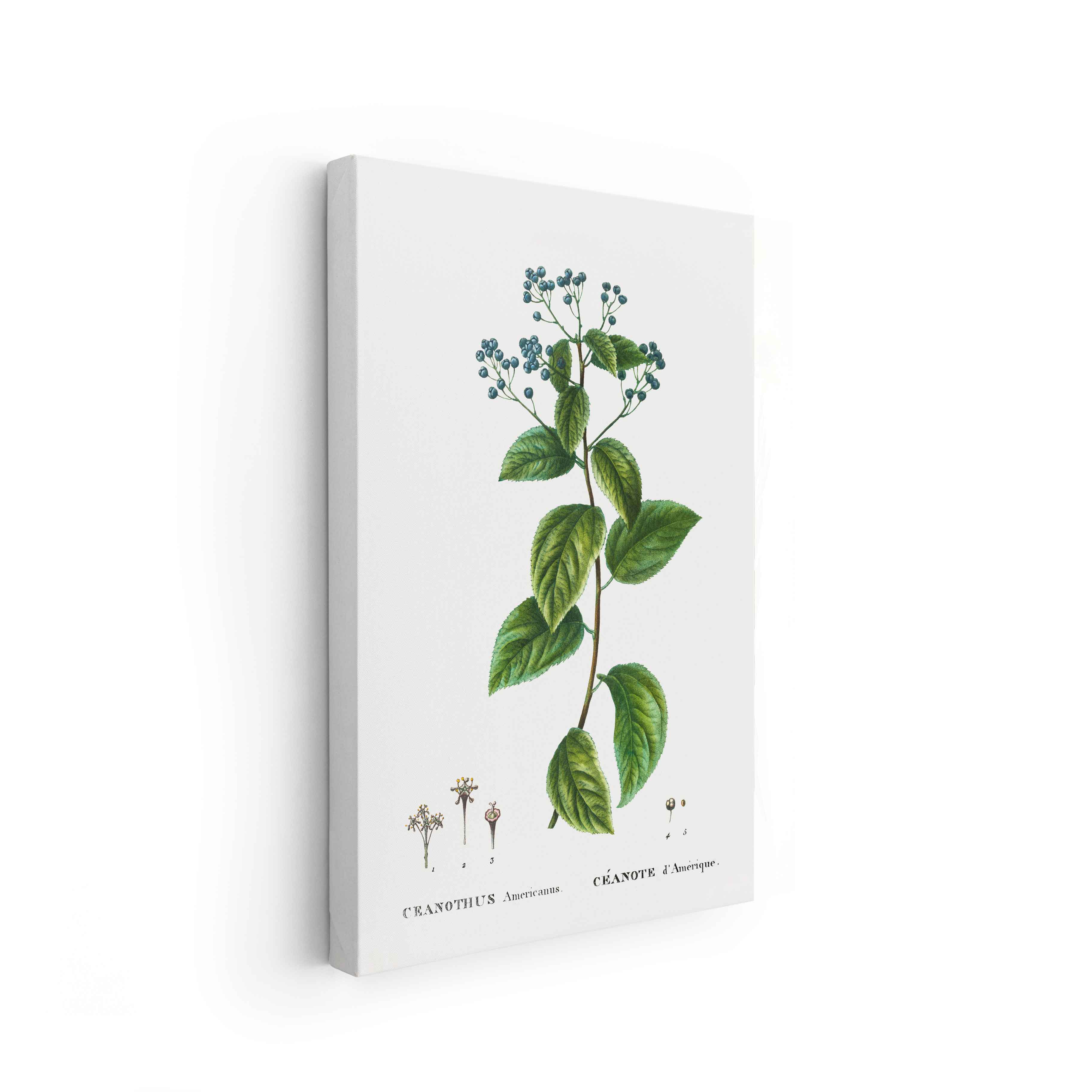 Botanicals