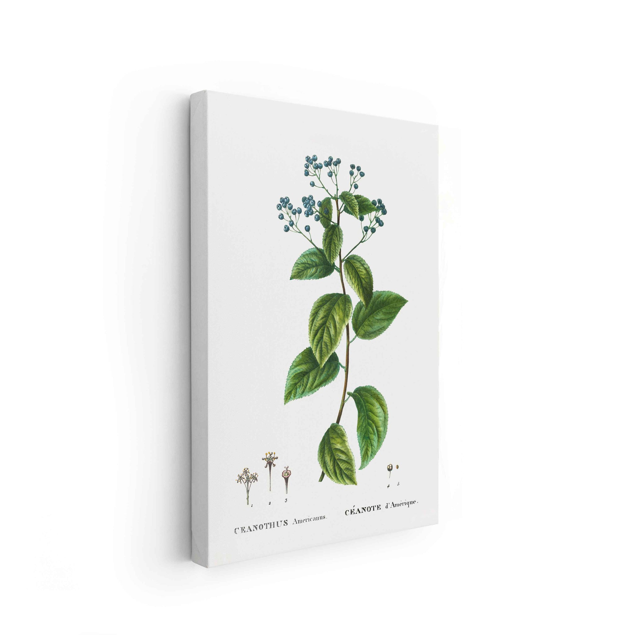 Botanicals
