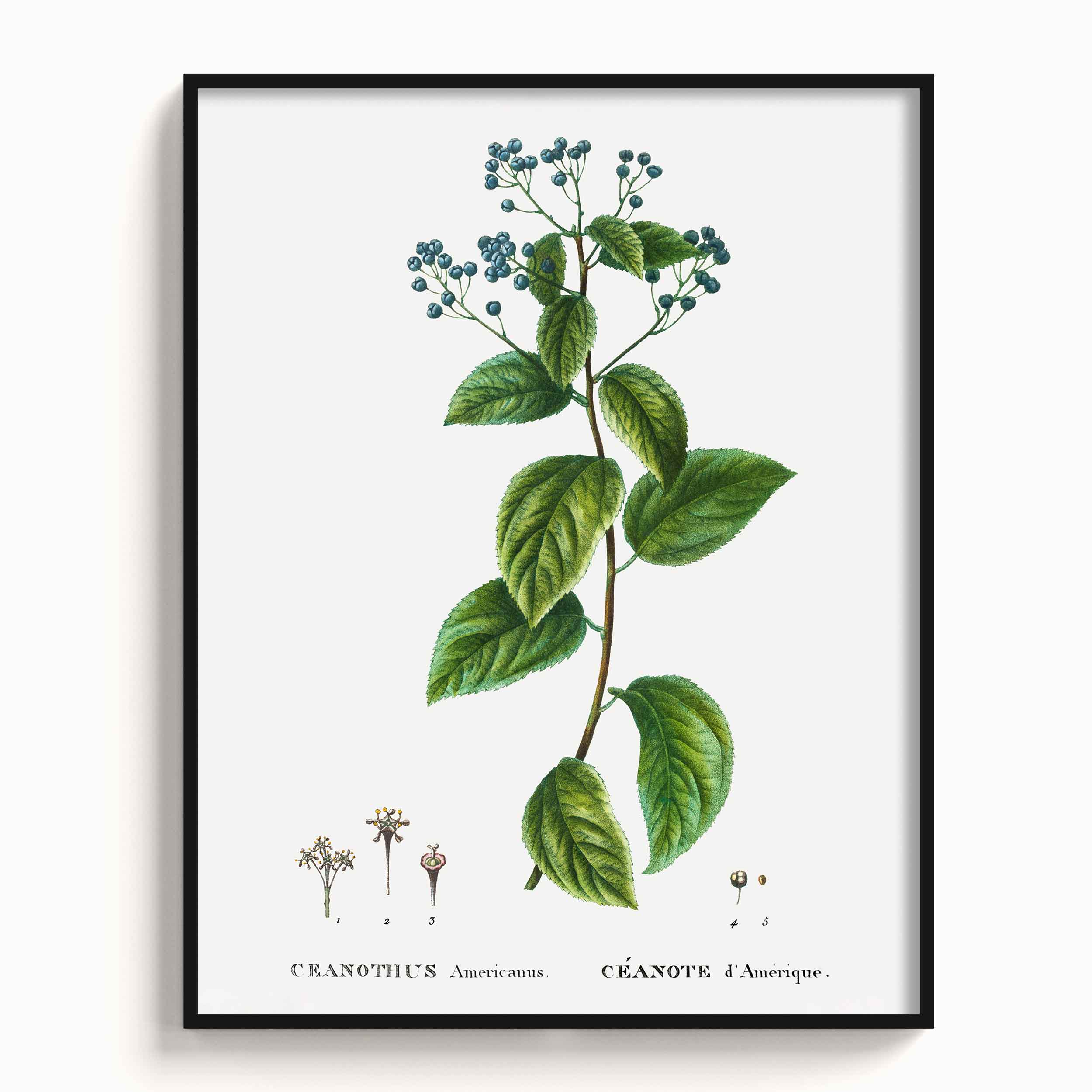 Botanicals