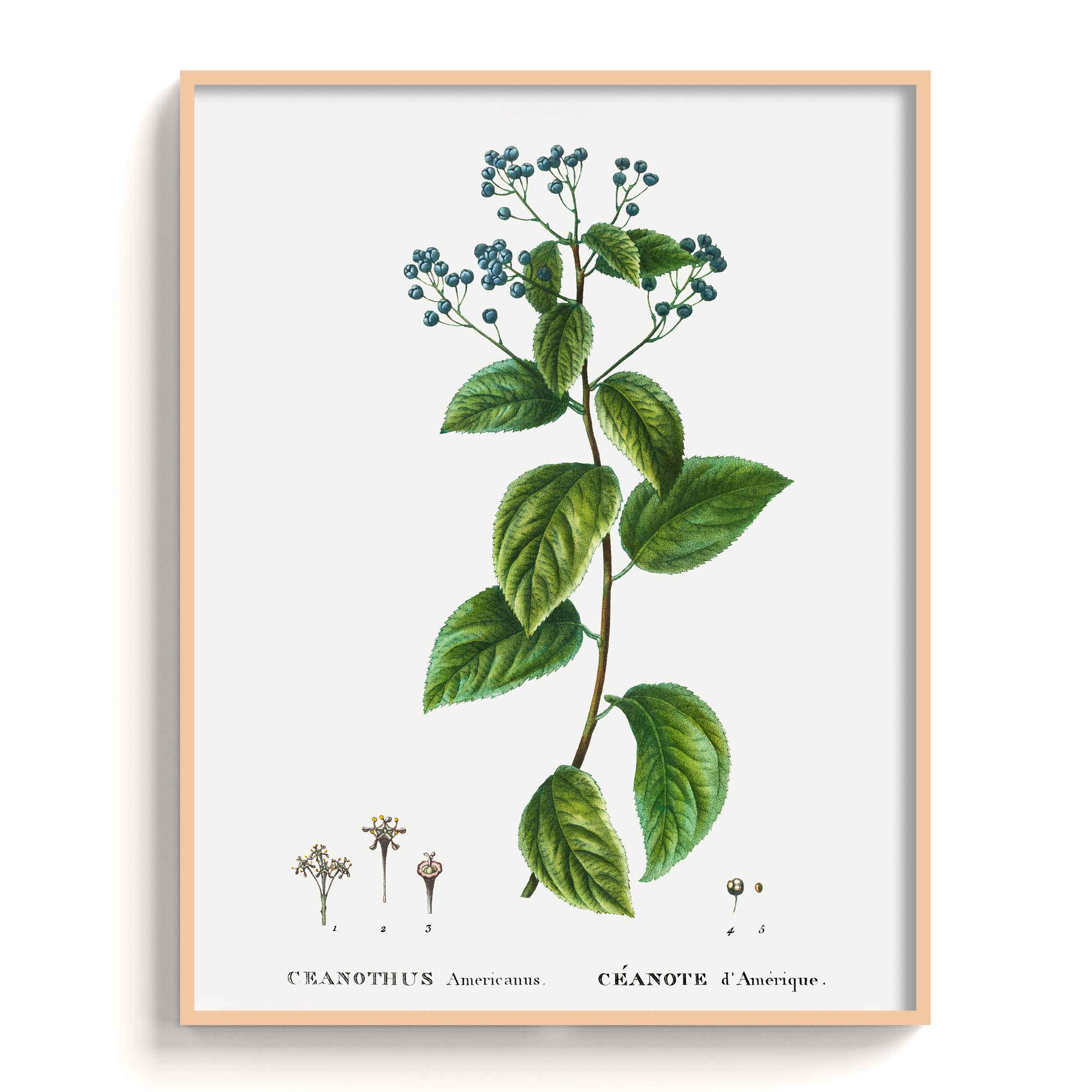 Botanicals