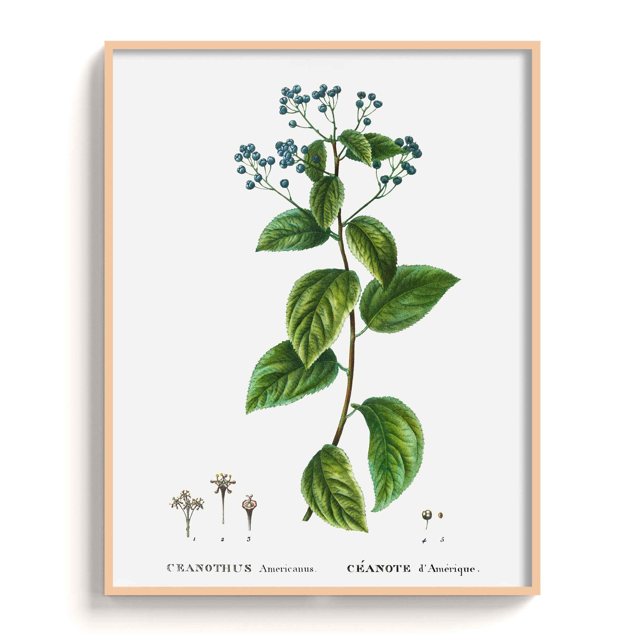 Botanicals