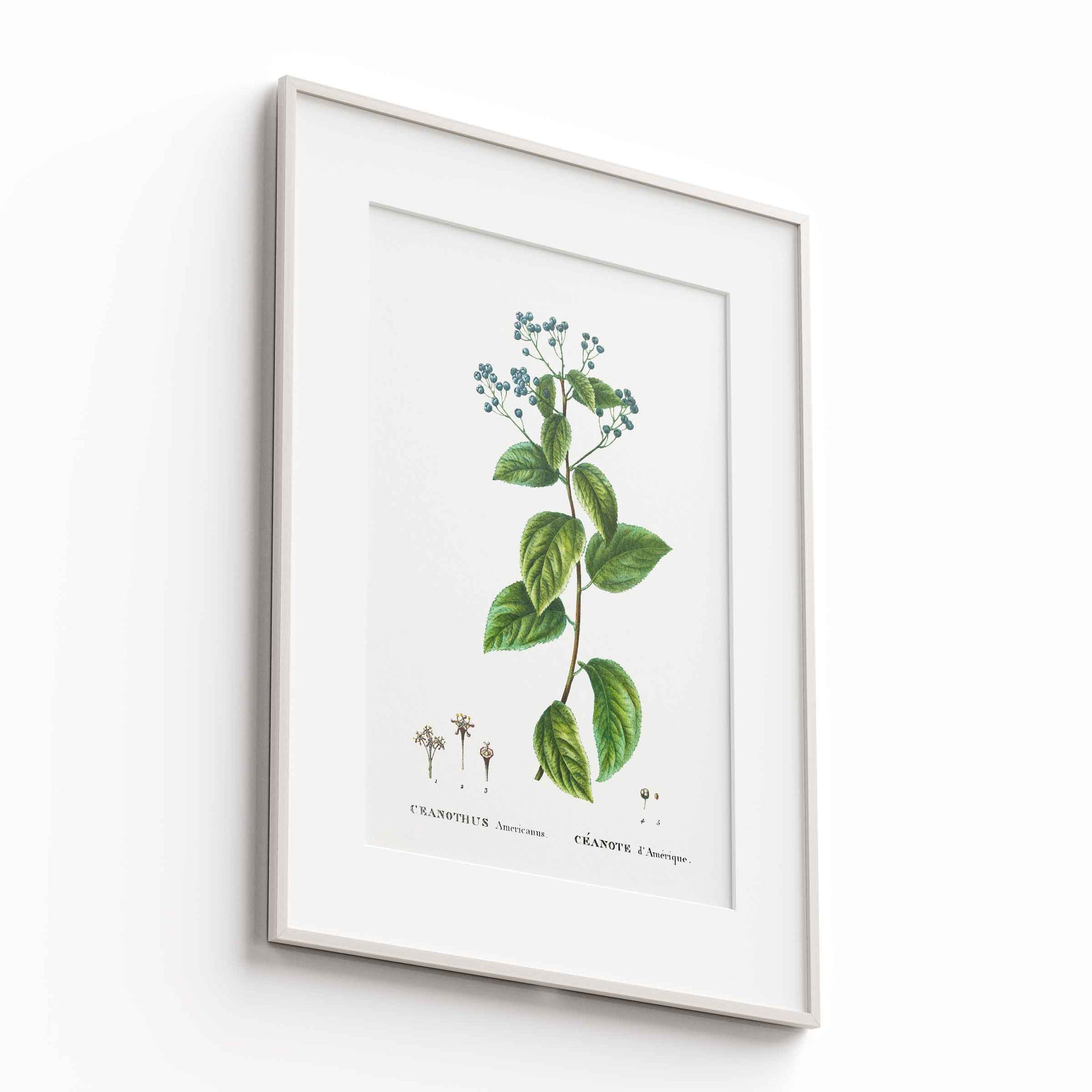 Botanicals