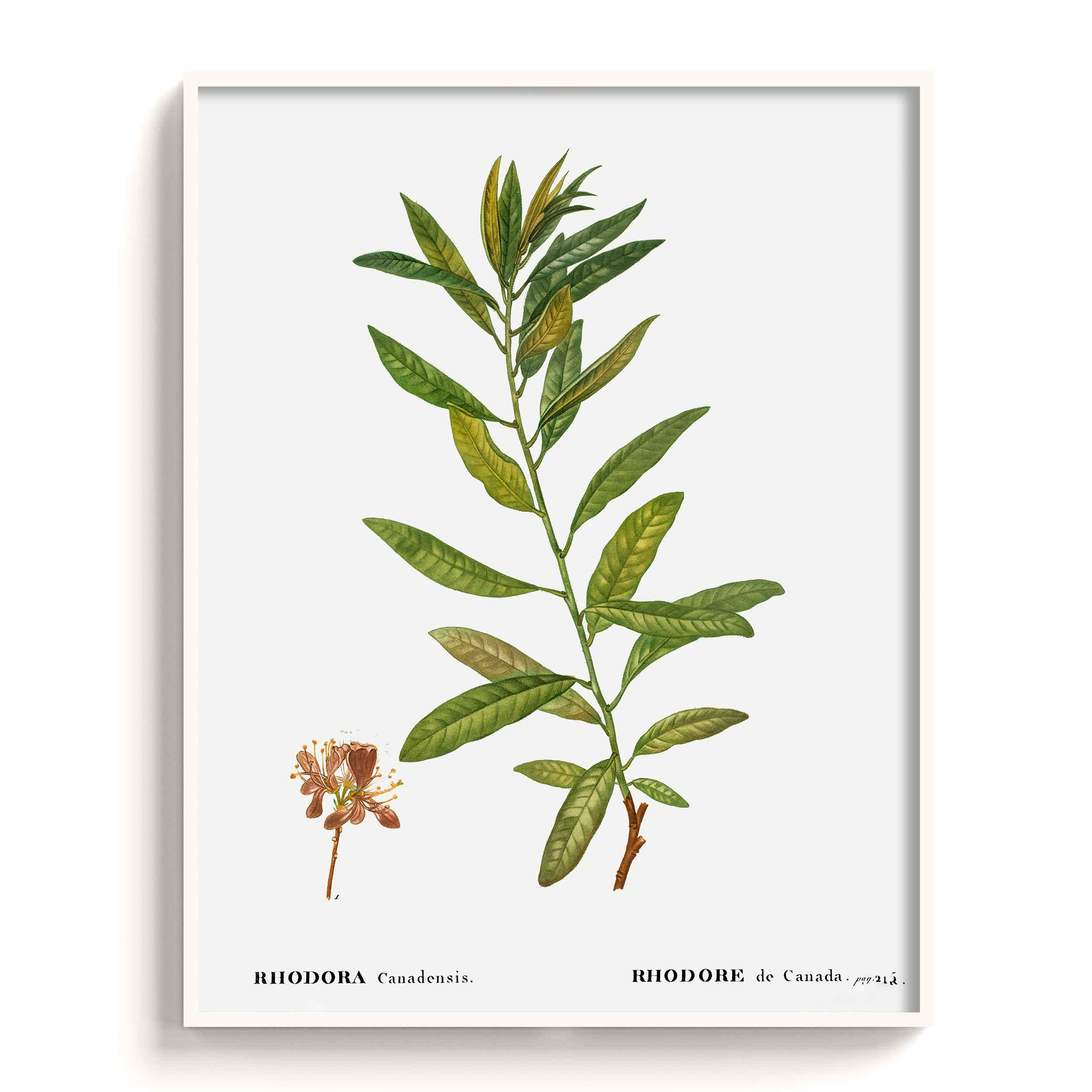 Botanicals