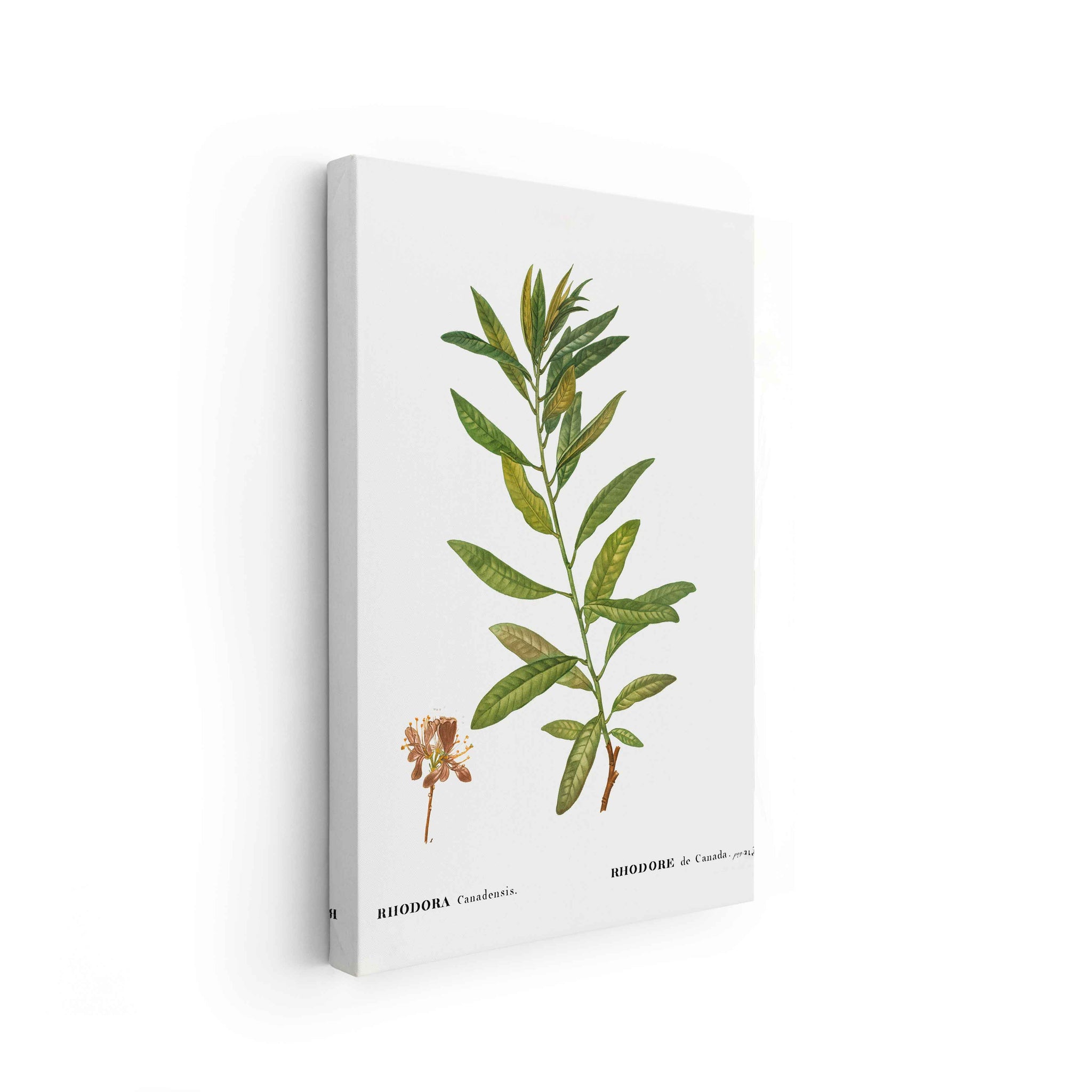 Botanicals