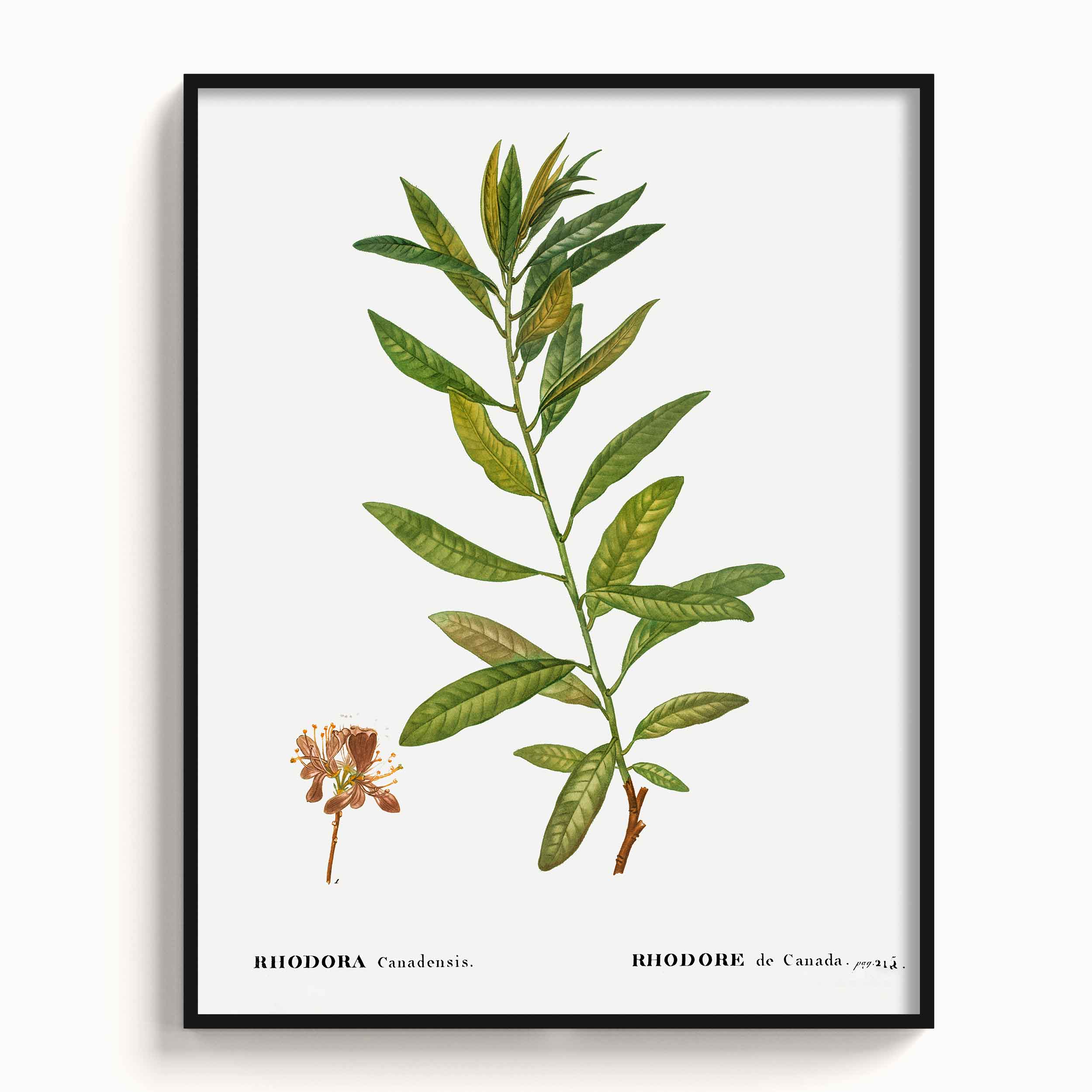 Botanicals