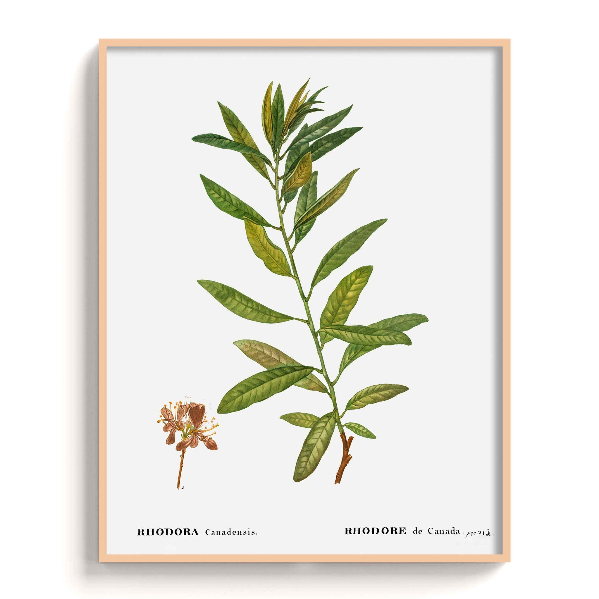 Botanicals