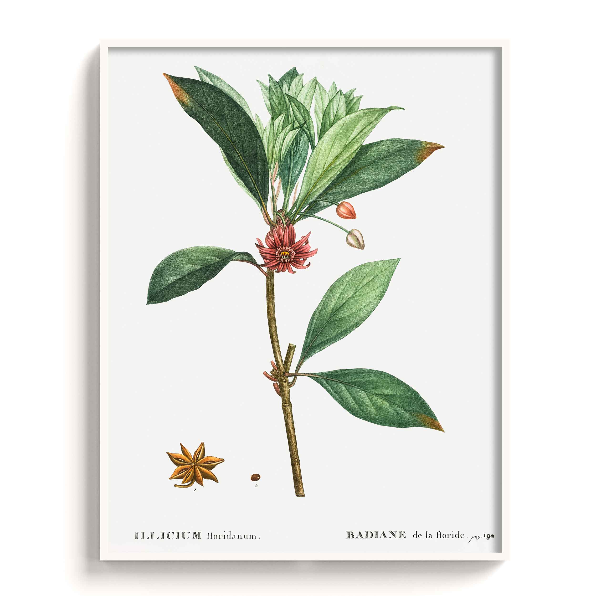 Botanicals