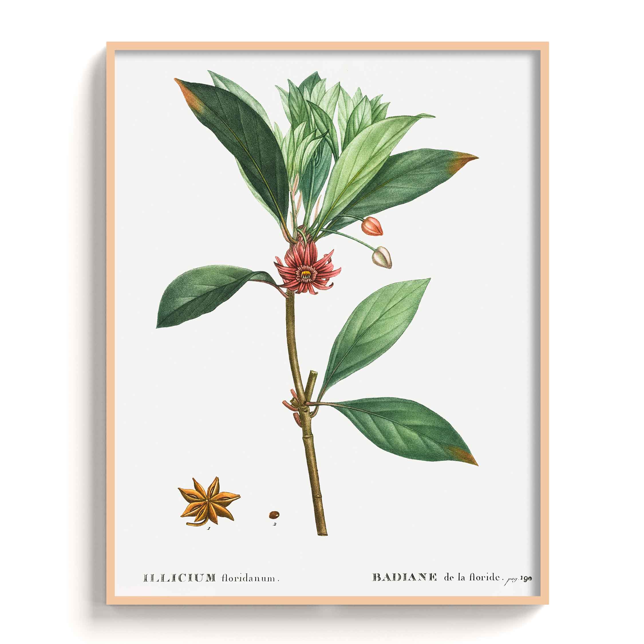 Botanicals