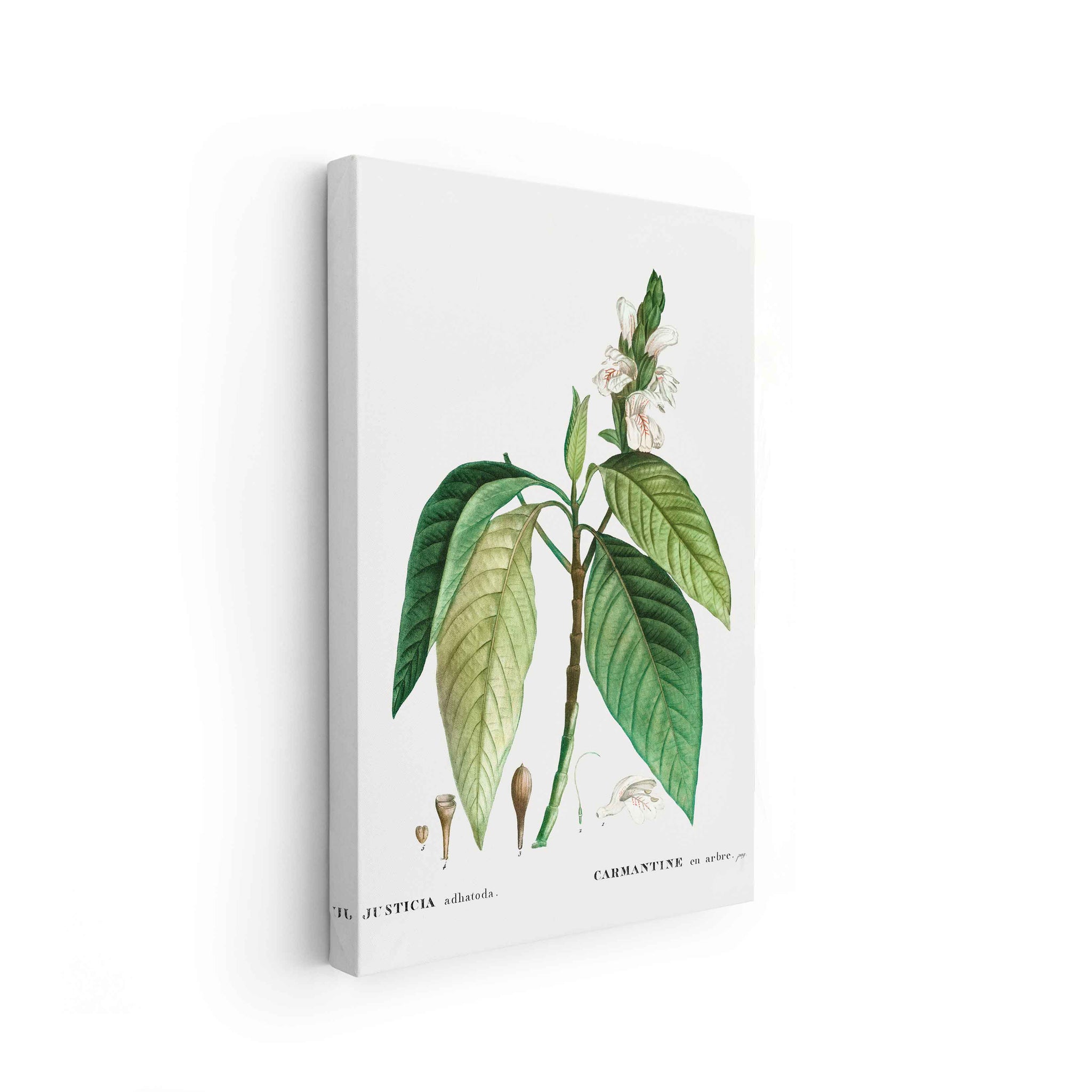 Botanicals