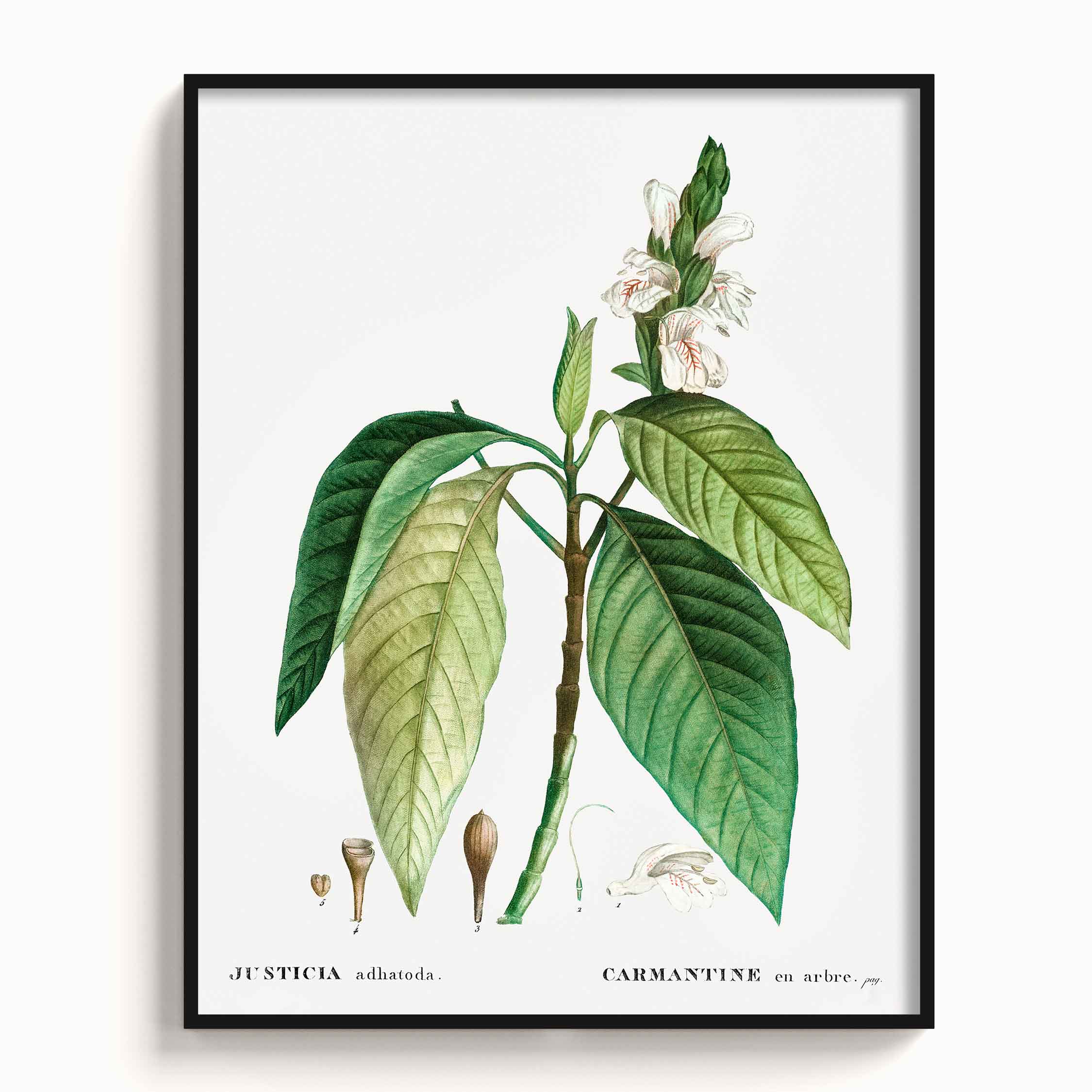Botanicals