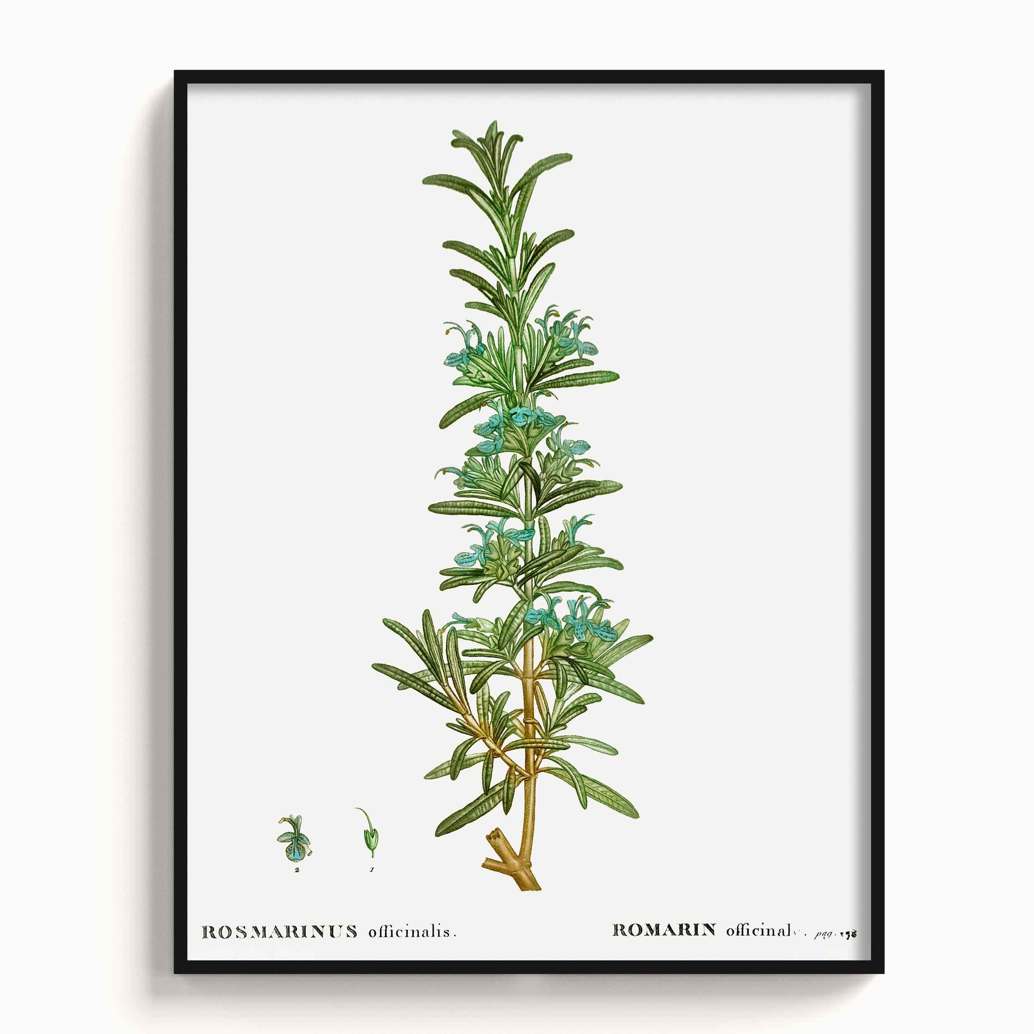 Botanicals