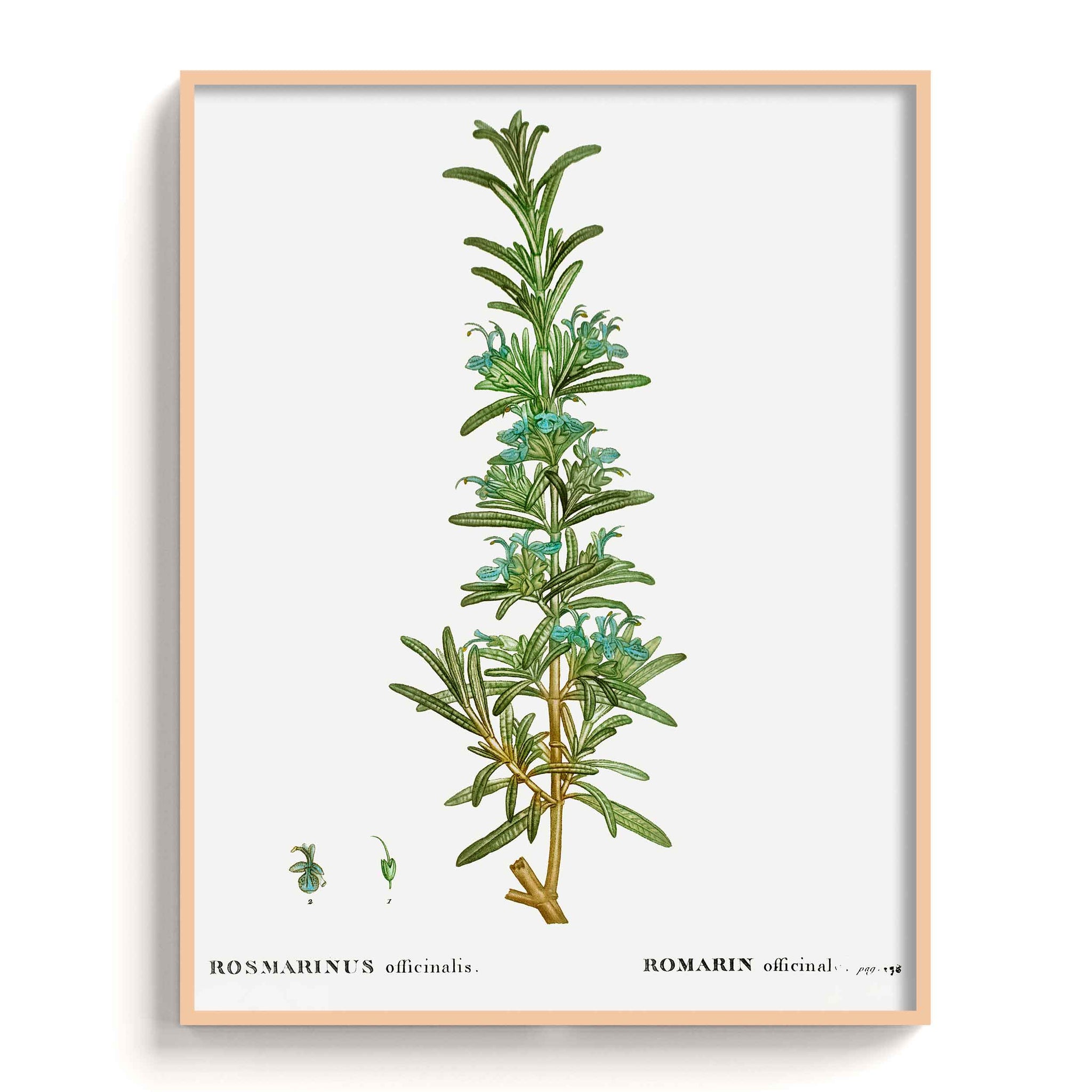 Botanicals