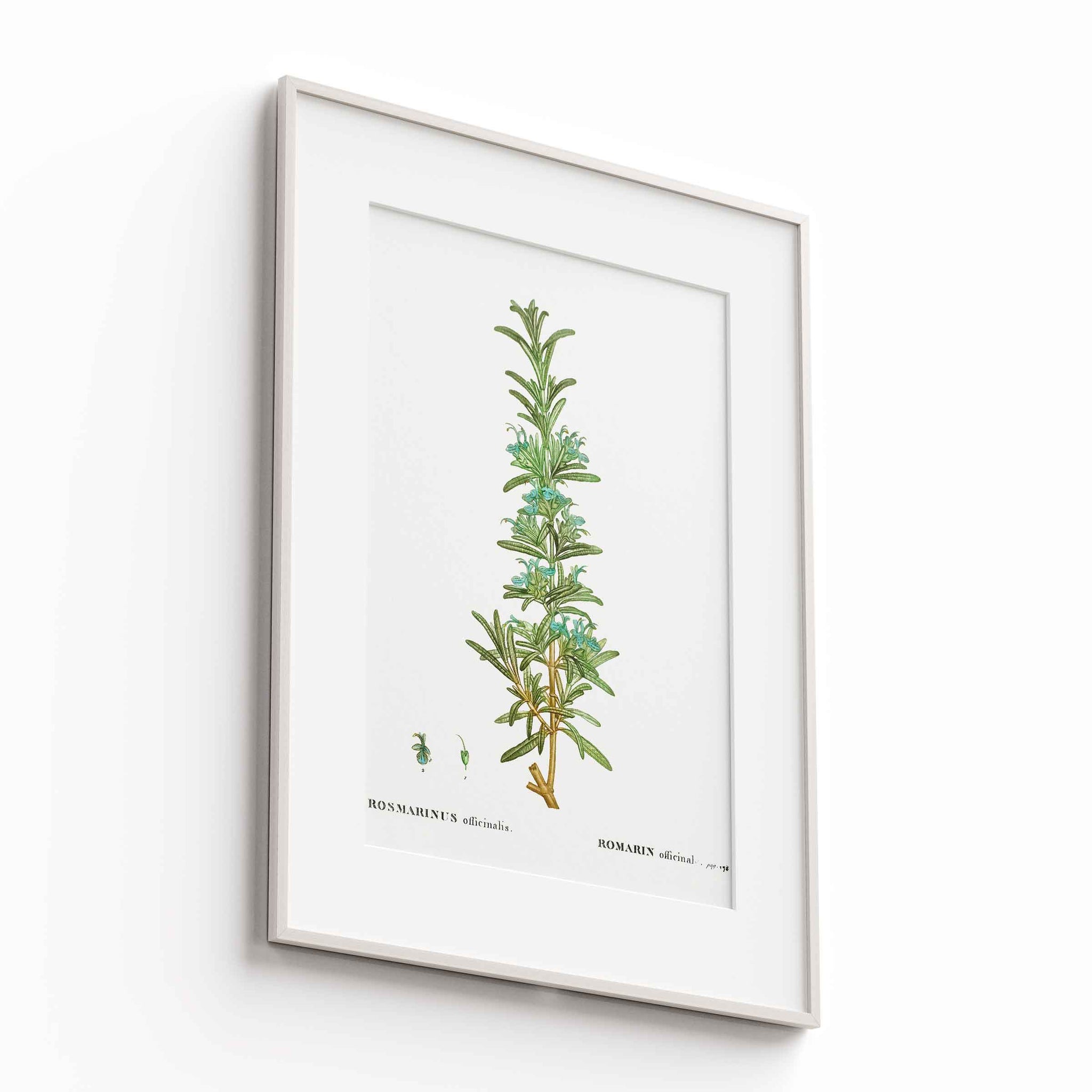 Botanicals