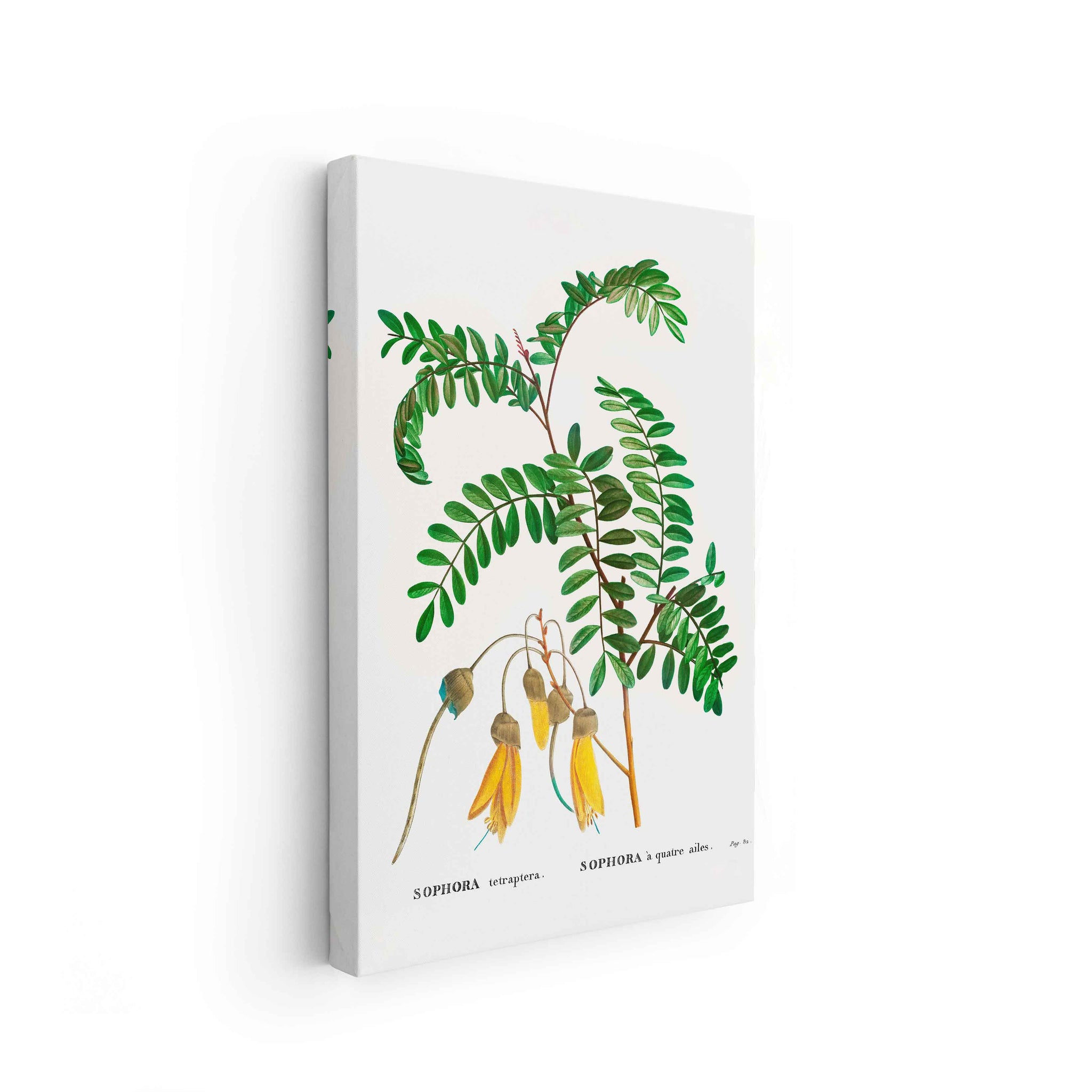 Botanicals