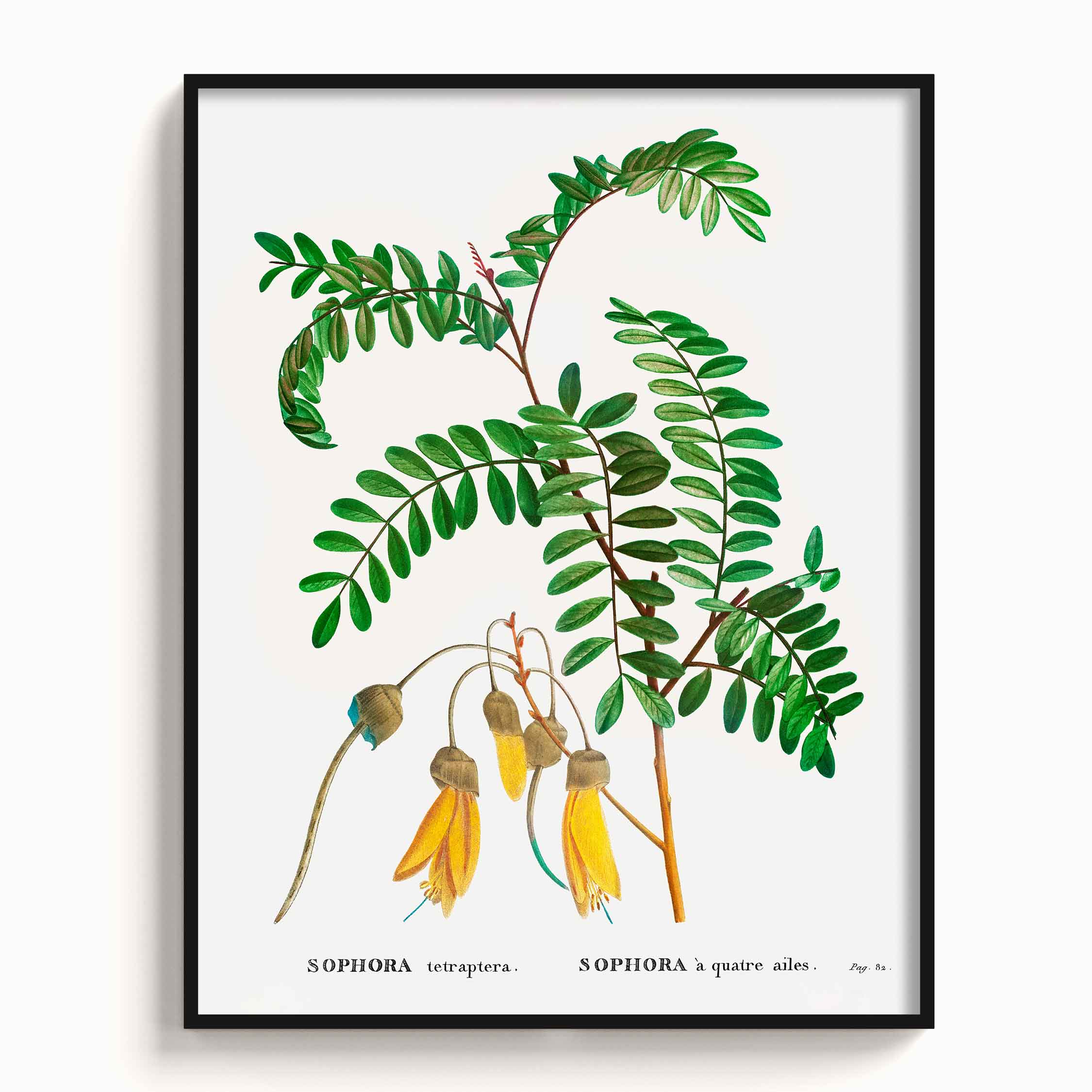 Botanicals