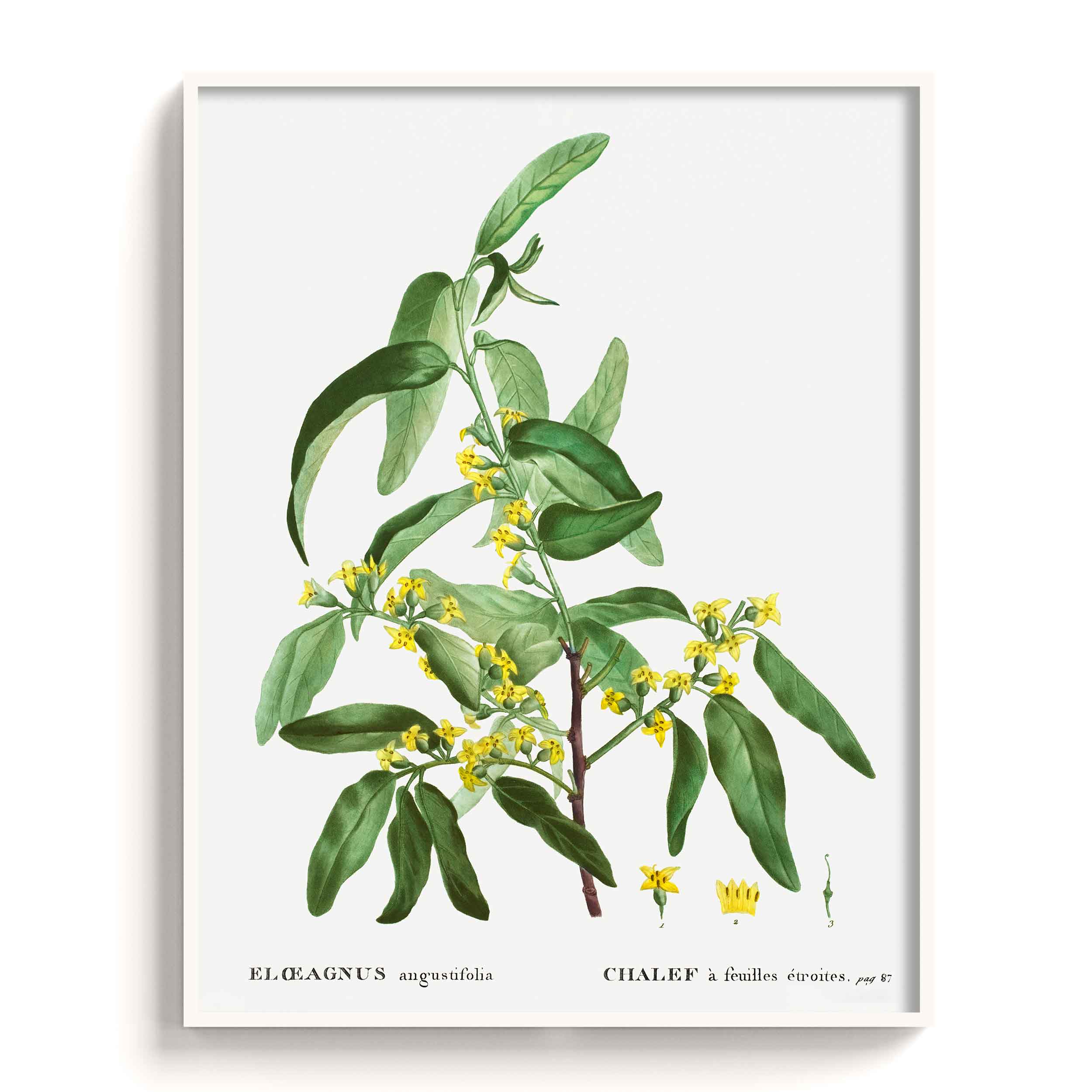 Botanicals