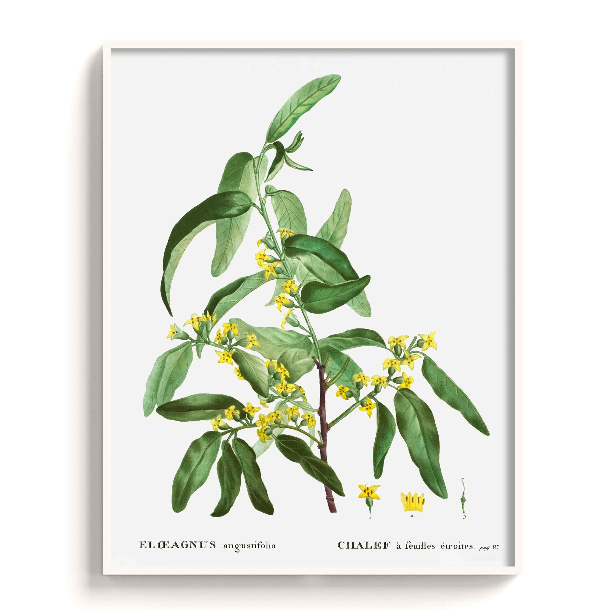 Botanicals
