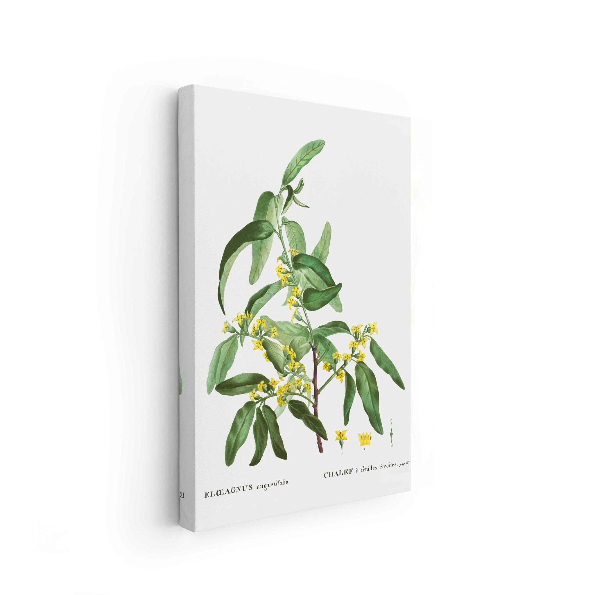 Botanicals