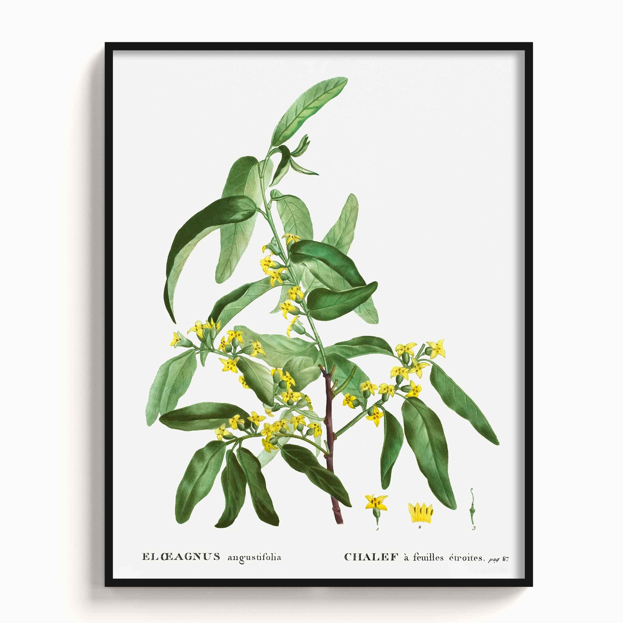 Botanicals